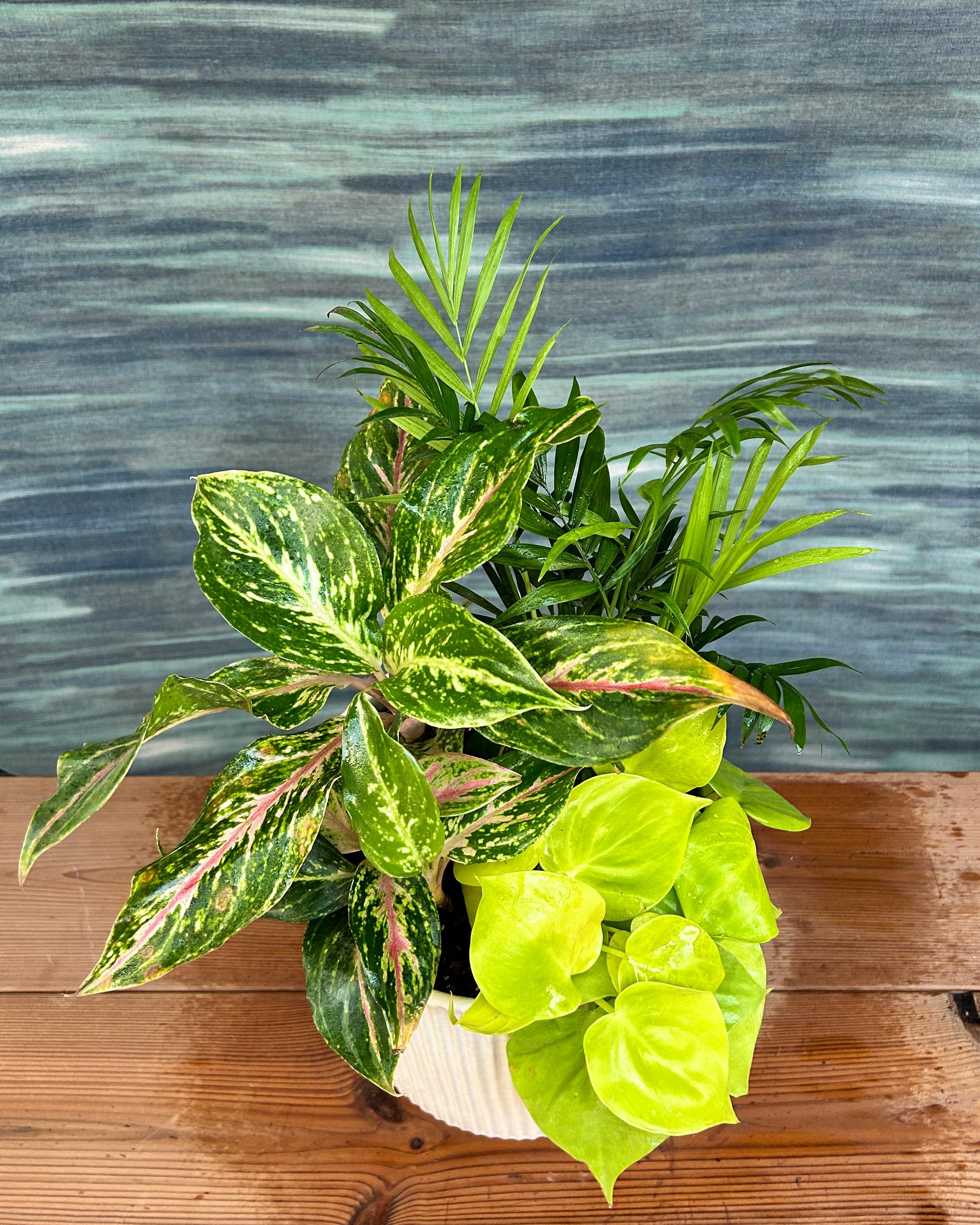 Lemon Glow Canopy plant gift set on White Java from Planterie Delhi, premium indoor plants online India for housewarming and special occasions