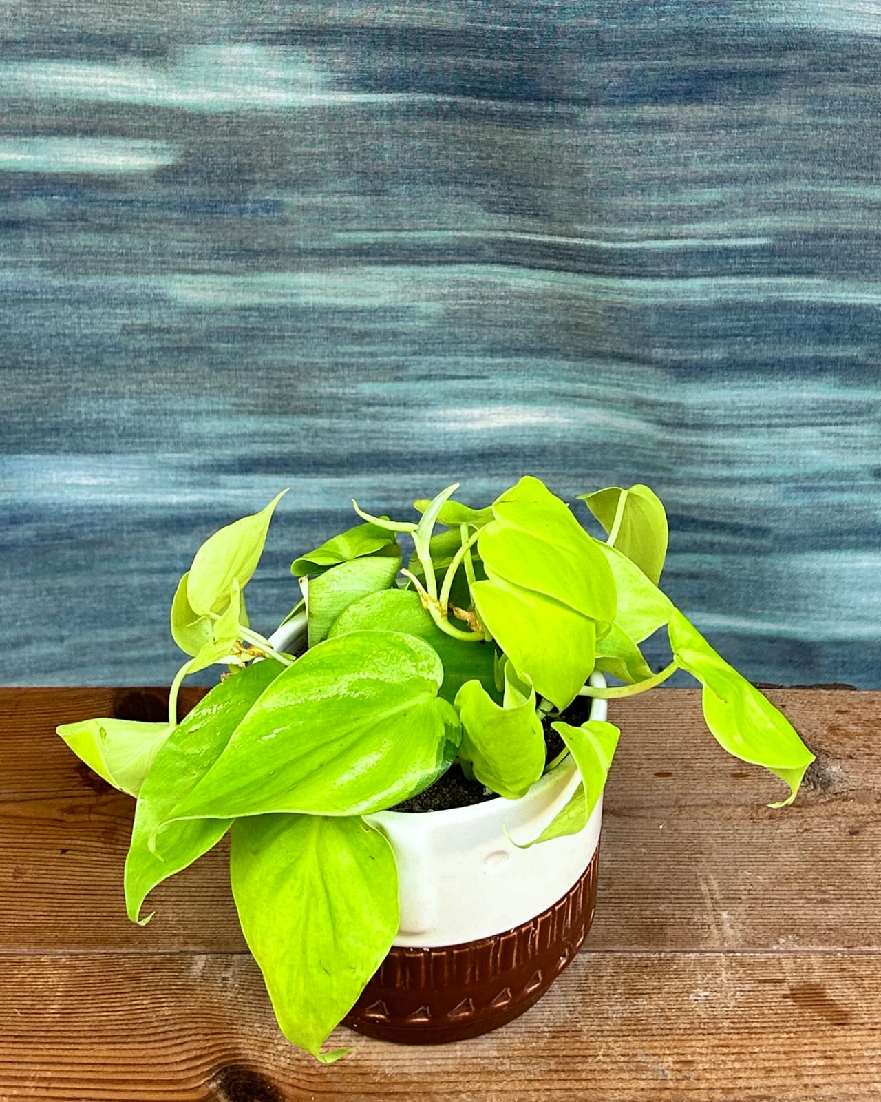 Easy-care Lemonlime Philodendron low maintenance indoor plant in Brown Tribal ceramic, perfect for bright indirect light spaces in Delhi apartments
