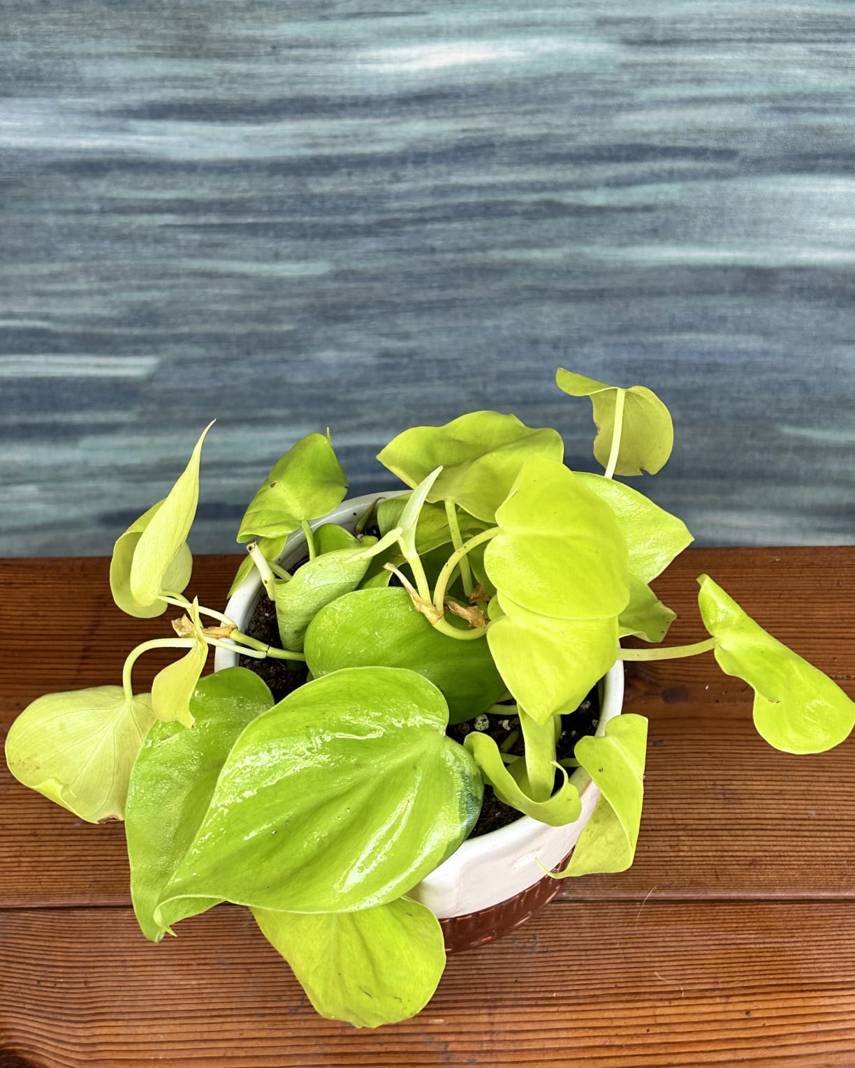 Lemonlime Philodendron indoor plant gift in Brown Tribal planter from Planterie, cheerful heart-leaf plant for desks and bedside tables in Delhi