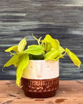 Lemonlime Philodendron, also called Oxycardium Lemon Lime, with neon green heart-shaped leaves in an earthy Brown Tribal planter for homes in Delhi