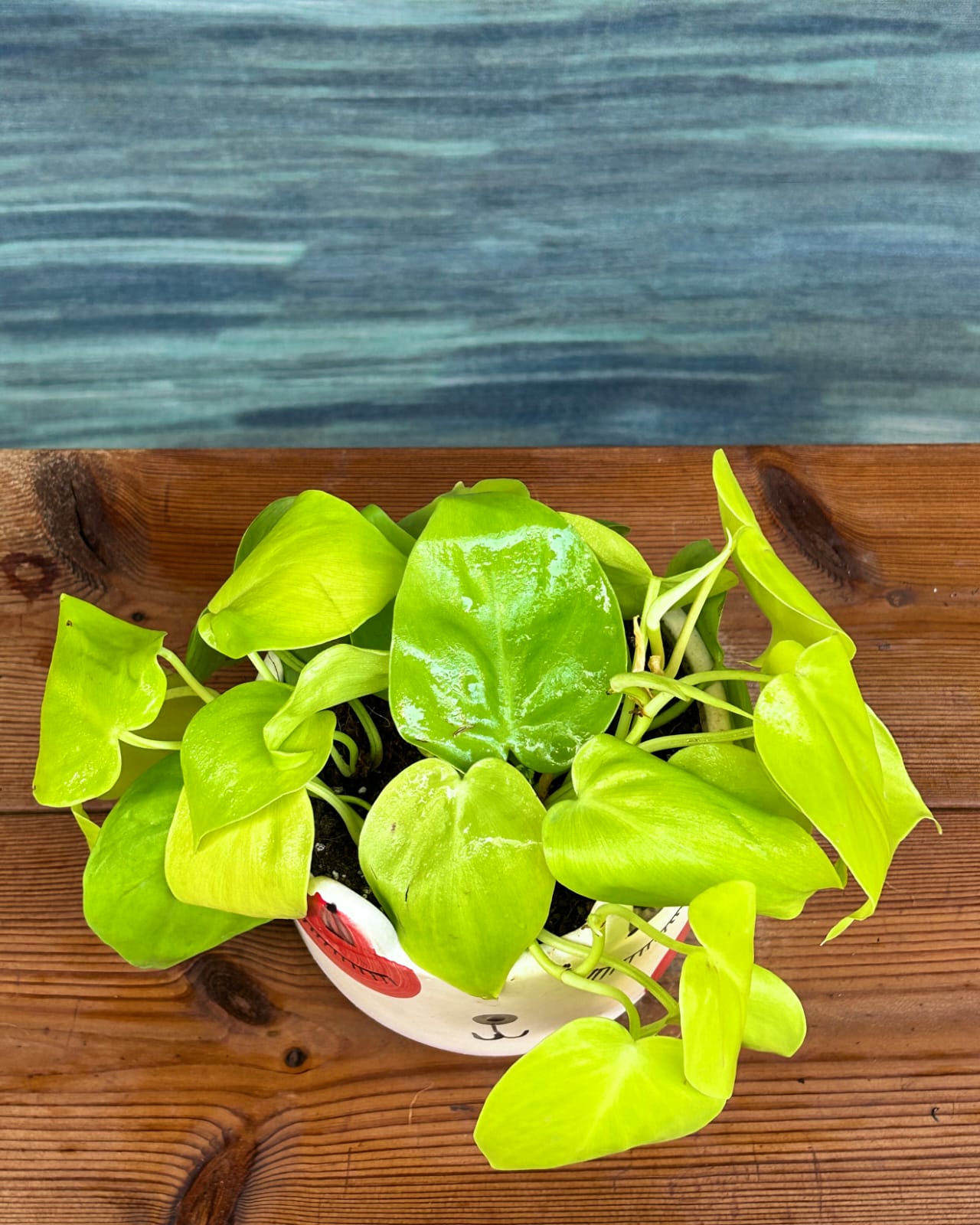 Easy-care Lemonlime Philodendron low maintenance indoor plant in Cat Face ceramic, perfect for bright indirect light spaces in Delhi apartments