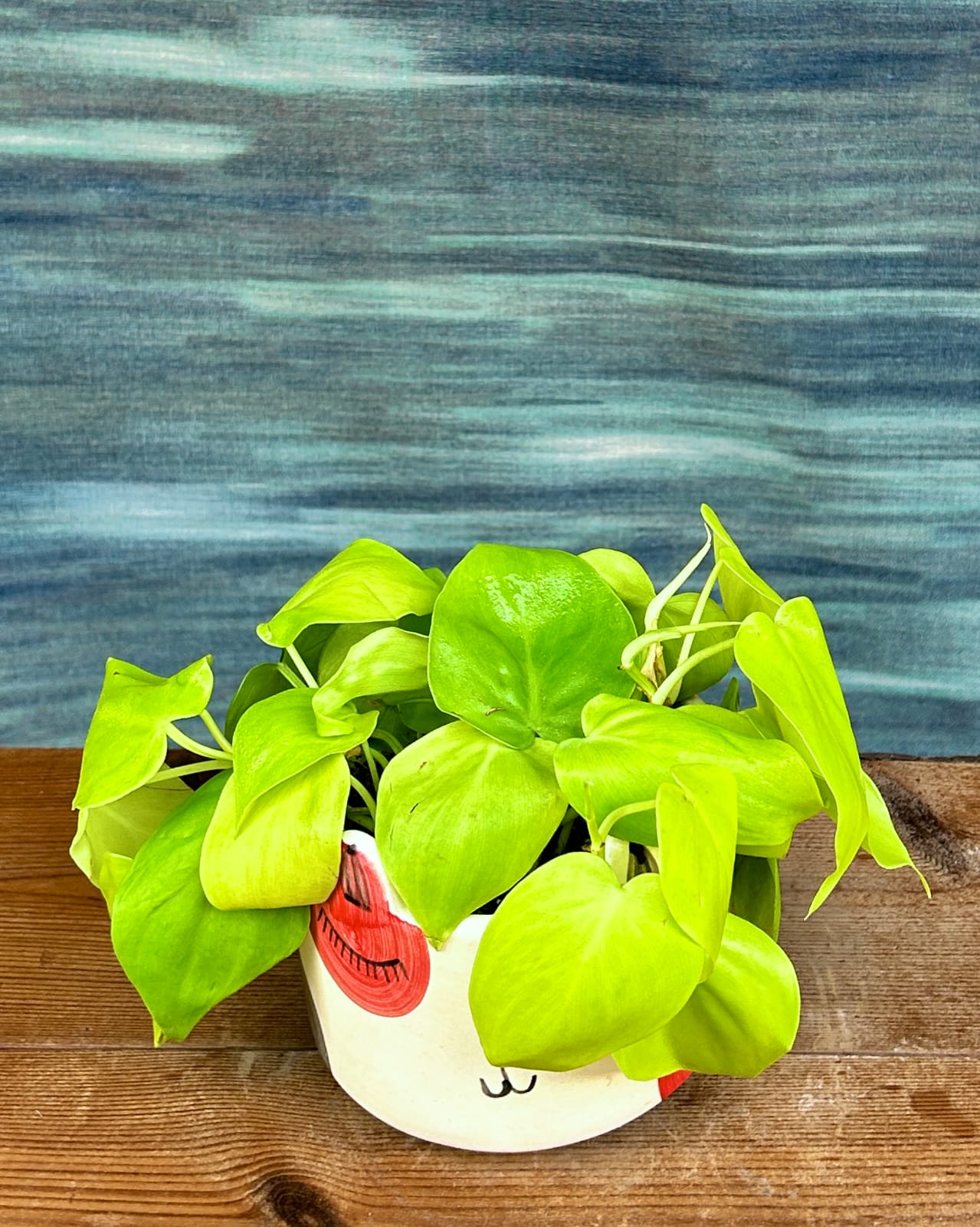 Lemonlime Philodendron indoor plant gift in Cat Face planter from Planterie, cute heart-leaf plant for desks and bedside tables in Delhi