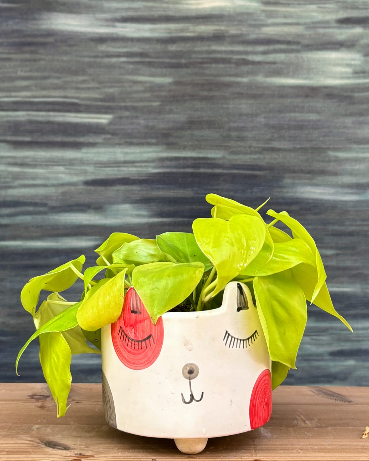 Lemonlime Philodendron, also called Oxycardium Lemon Lime, with neon green heart-shaped leaves in a playful Cat Face ceramic planter for homes in Delhi