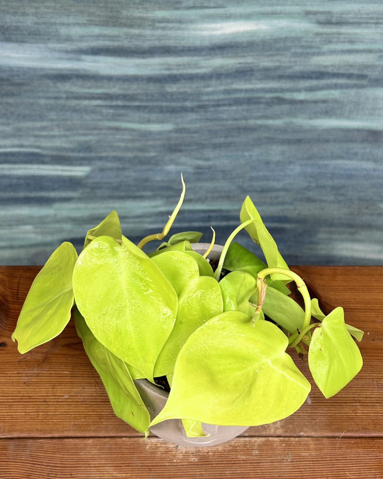Easy-care Lemonlime Philodendron low maintenance indoor plant in Cement Nose ceramic, perfect for bright indirect light spaces in Delhi apartments