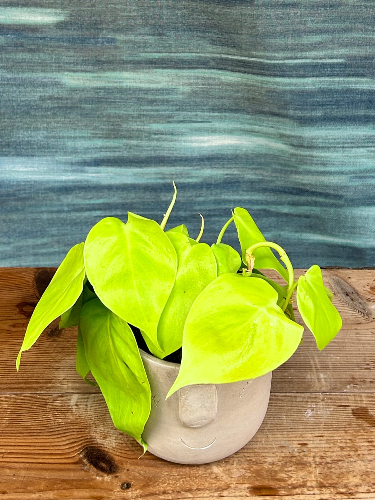 Lemonlime Philodendron indoor plant gift in Cement Nose planter from Planterie, playful heart-leaf plant for desks and bedside tables in Delhi
