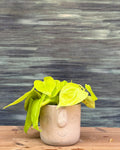 Lemonlime Philodendron, also called Oxycardium Lemon Lime, with neon green heart-shaped leaves in a quirky Cement Nose planter for homes in Delhi