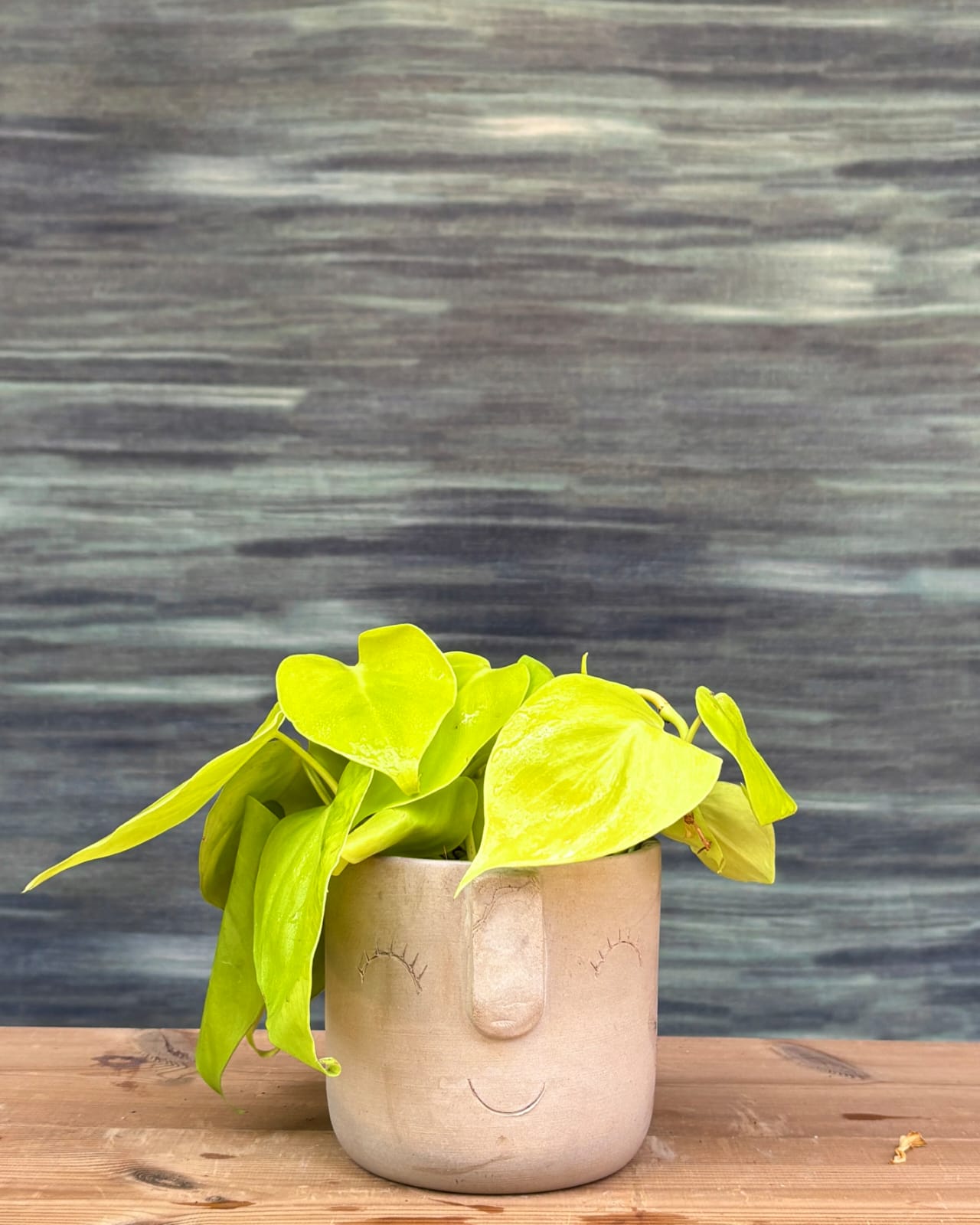 Lemonlime Philodendron, also called Oxycardium Lemon Lime, with neon green heart-shaped leaves in a quirky Cement Nose planter for homes in Delhi