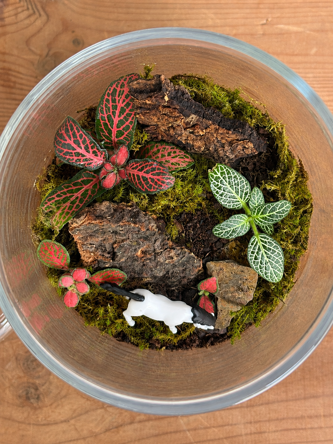 Meadow Horse Terrarium featuring a tiny weather system with horse miniature from Planterie, a tropical micro-climate that needs surprisingly little water, perfect for low maintenance indoor plants for beginners, indoor plants for low light in Indian homes and best plants for AC rooms in India, with care tips for open jar spray lightly when soil looks dry