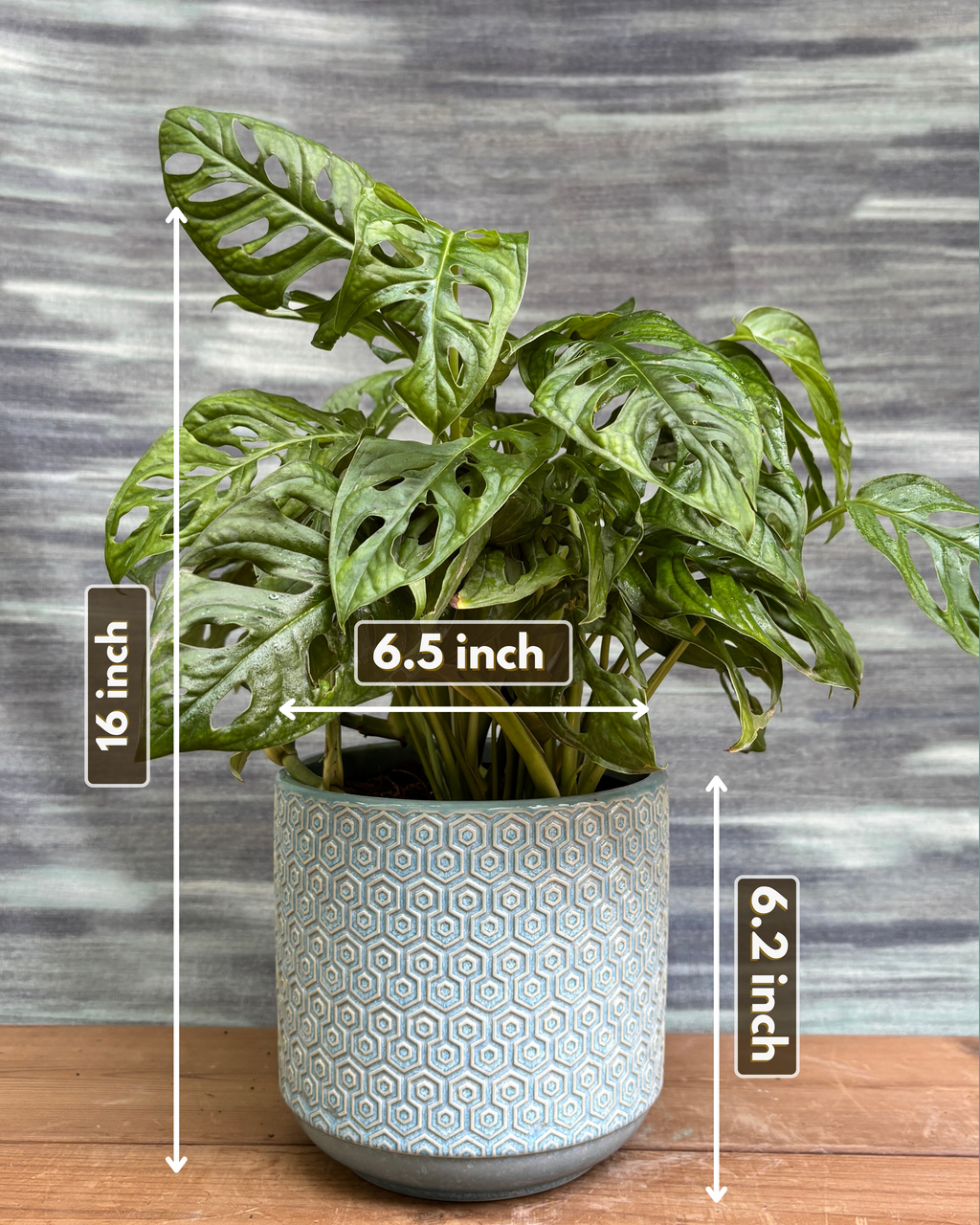 Monstera Adansonii in Blue Hexagon from Planterie, showing the full plant with trailing fenestrated leaves in the Blue Hexagon pot from a side view, displaying the complete plant height and pot proportions for dimensions perfect for Indian homes and plant gifts in Delhi