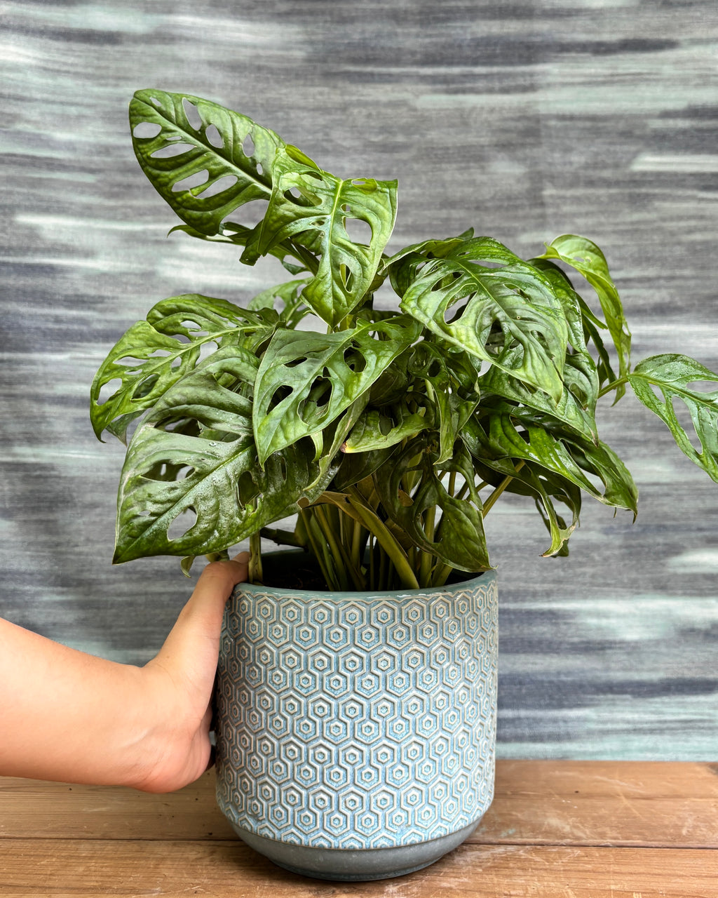 Elegant Monstera Adansonii in a Blue Hexagon pot from Planterie, ideal as a tabletop or shelf plant for living rooms, work desks and bedside tables, adding a fresh, contemporary touch to modern Indian homes