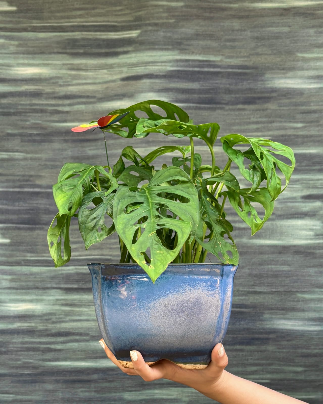 Monstera Adansonii with natural holes in the leaves in Blue Trough planter, trendy indoor plant for living room styling in Indian homes
