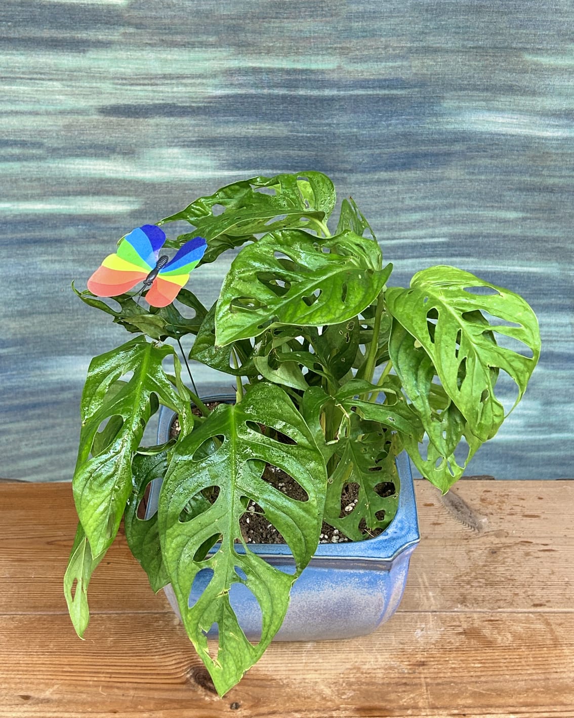 Monstera Adansonii Swiss cheese vine indoor plant gift in Blue Trough planter from Planterie Delhi, table top or shelf plant for contemporary spaces