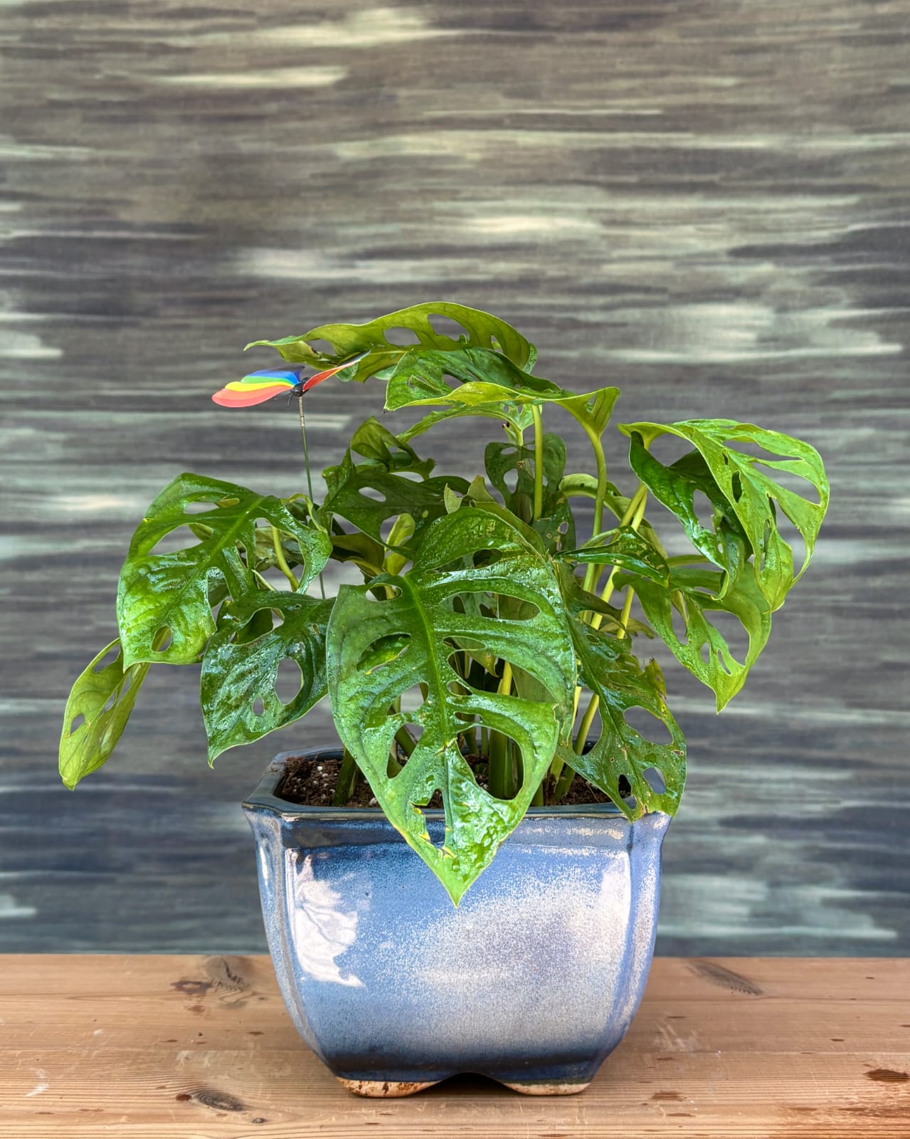 Monstera Adansonii Swiss cheese vine in handcrafted Blue Trough ceramic planter, fenestrated leaf indoor plant for modern homes in Delhi