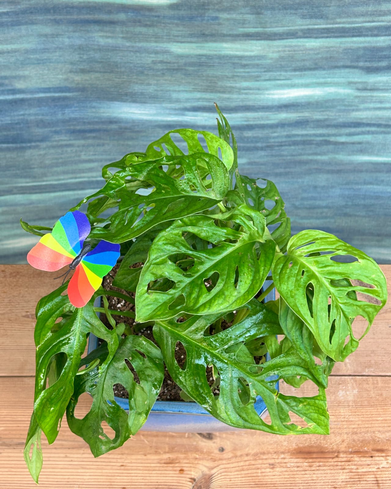 Easy care Monstera Adansonii trailing indoor plant in Blue Trough ceramic, perfect for bright indirect light window corners in Delhi apartments