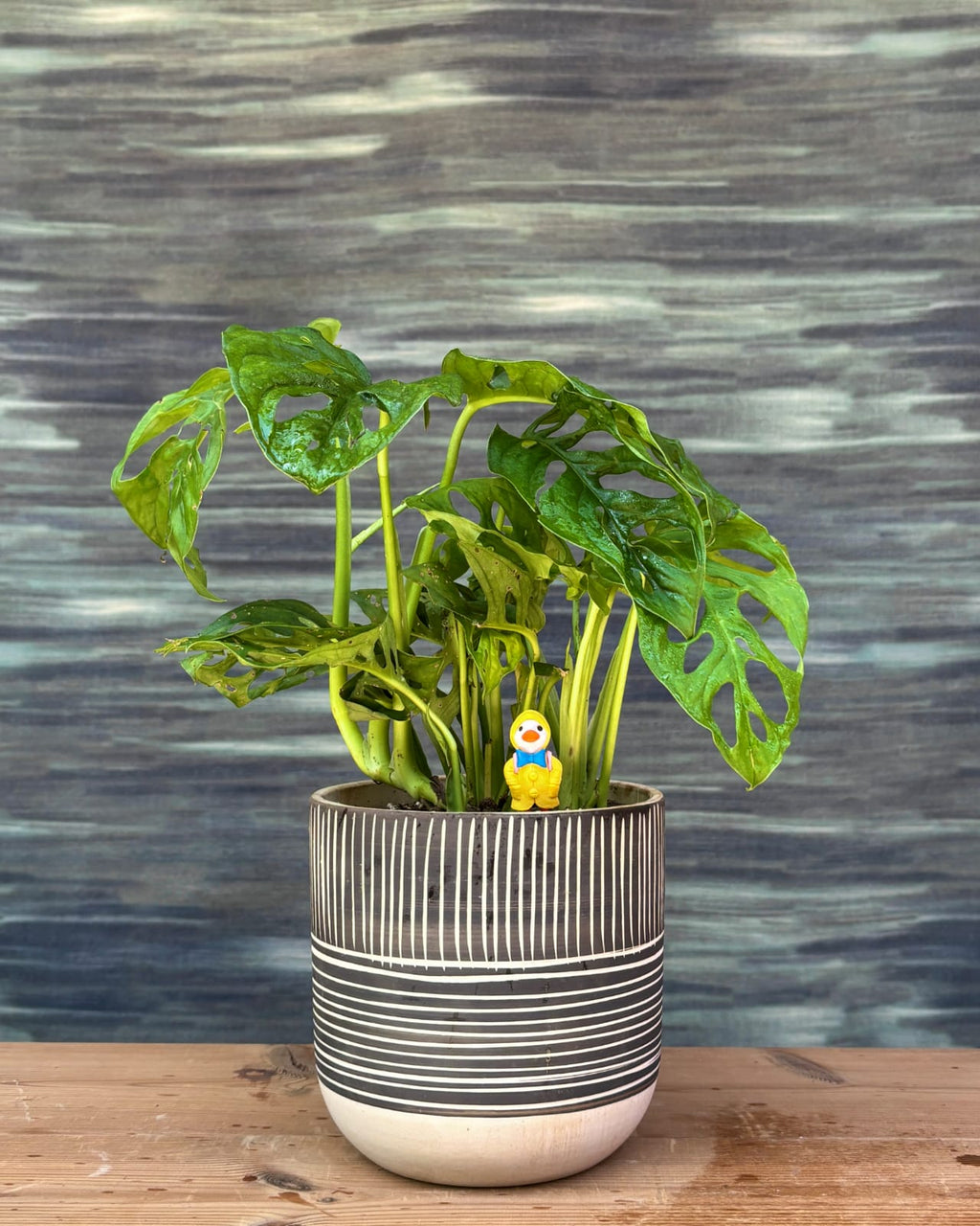 Monstera Adansonii Swiss cheese vine in handcrafted Charcoal Etch ceramic, fenestrated leaf indoor plant for modern homes in Delhi