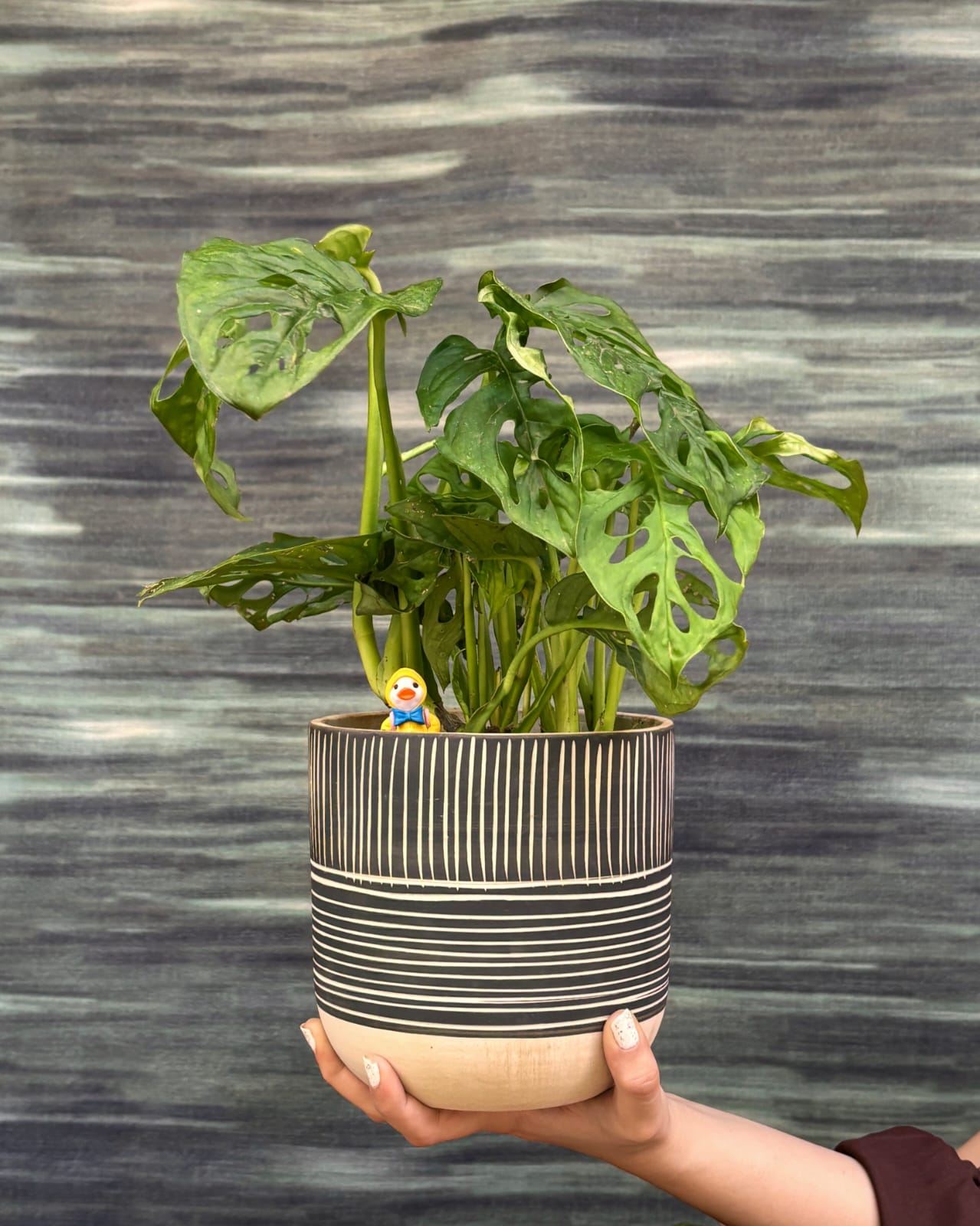 Monstera Adansonii with natural holes in the leaves in Charcoal Etch planter, trendy fenestrated indoor plant for living room styling in Indian homes