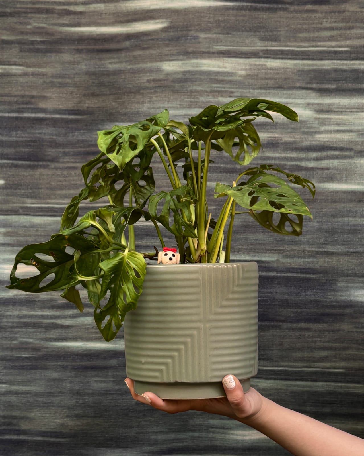 Monstera Adansonii with natural holes in the leaves in Grey Geo planter, trendy indoor plant for living room styling in Indian homes