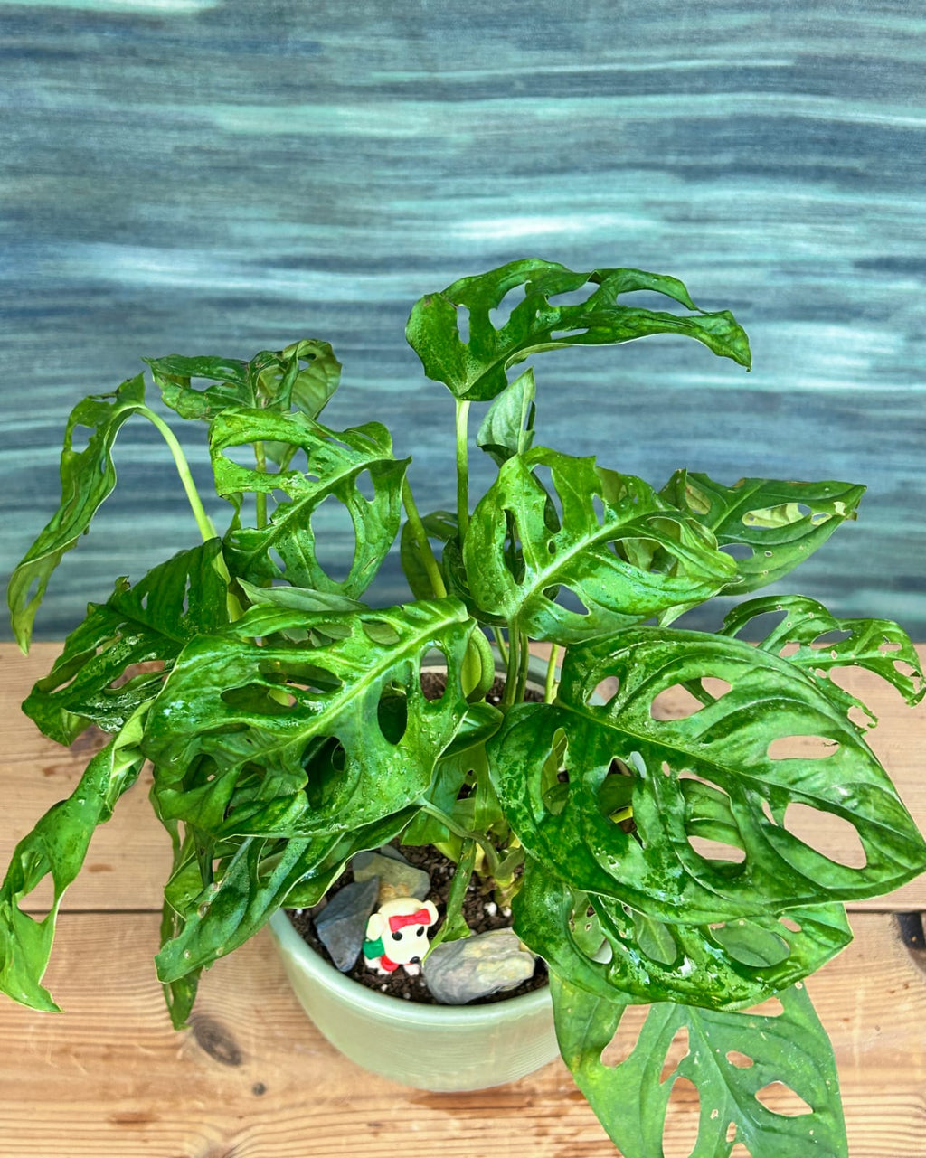 Monstera Adansonii Swiss cheese vine indoor plant gift in Grey Geo planter from Planterie Delhi, table top or shelf plant for modern spaces