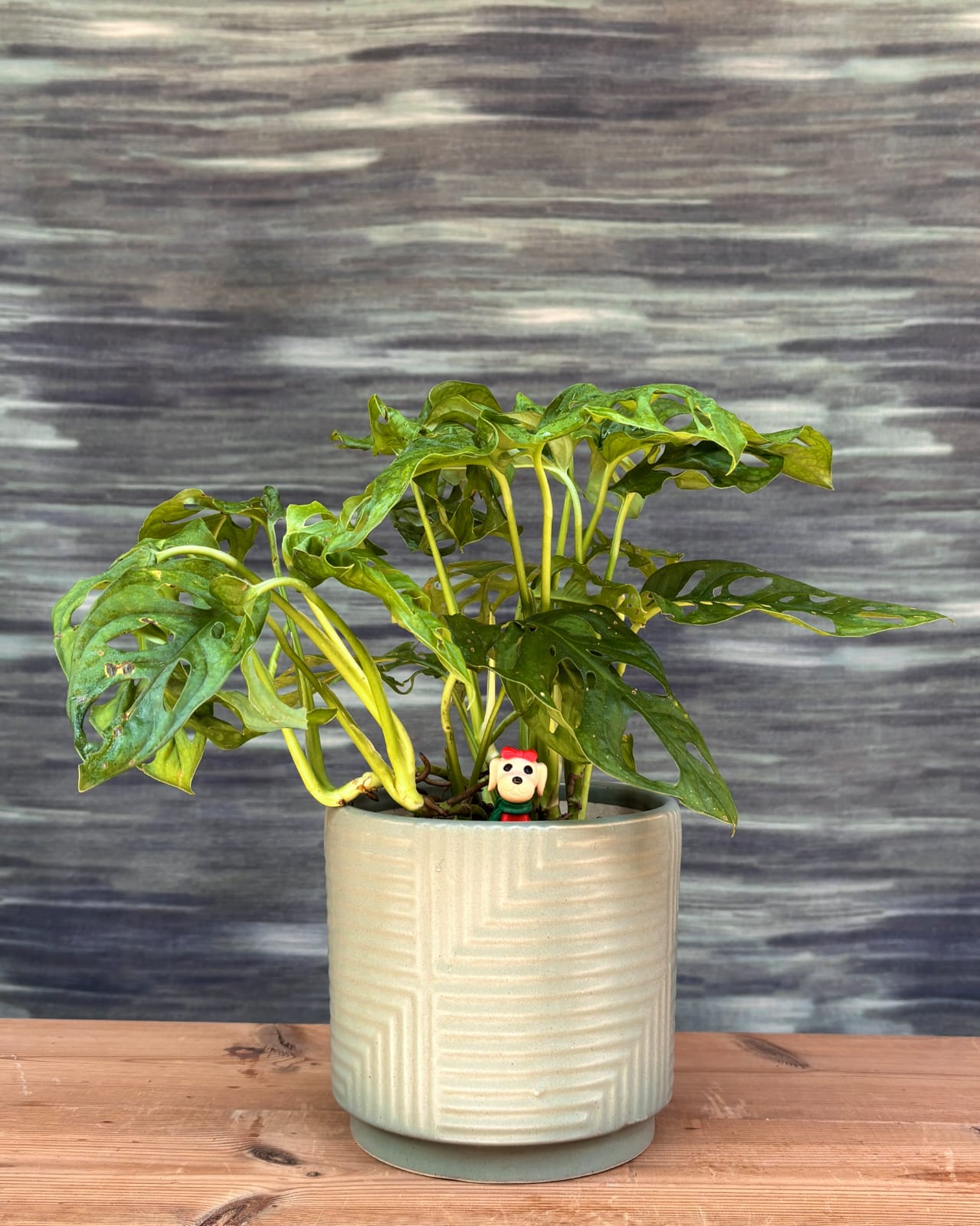 Monstera Adansonii Swiss cheese vine in modern Grey Geo ceramic planter, fenestrated leaf indoor plant for contemporary homes in Delhi