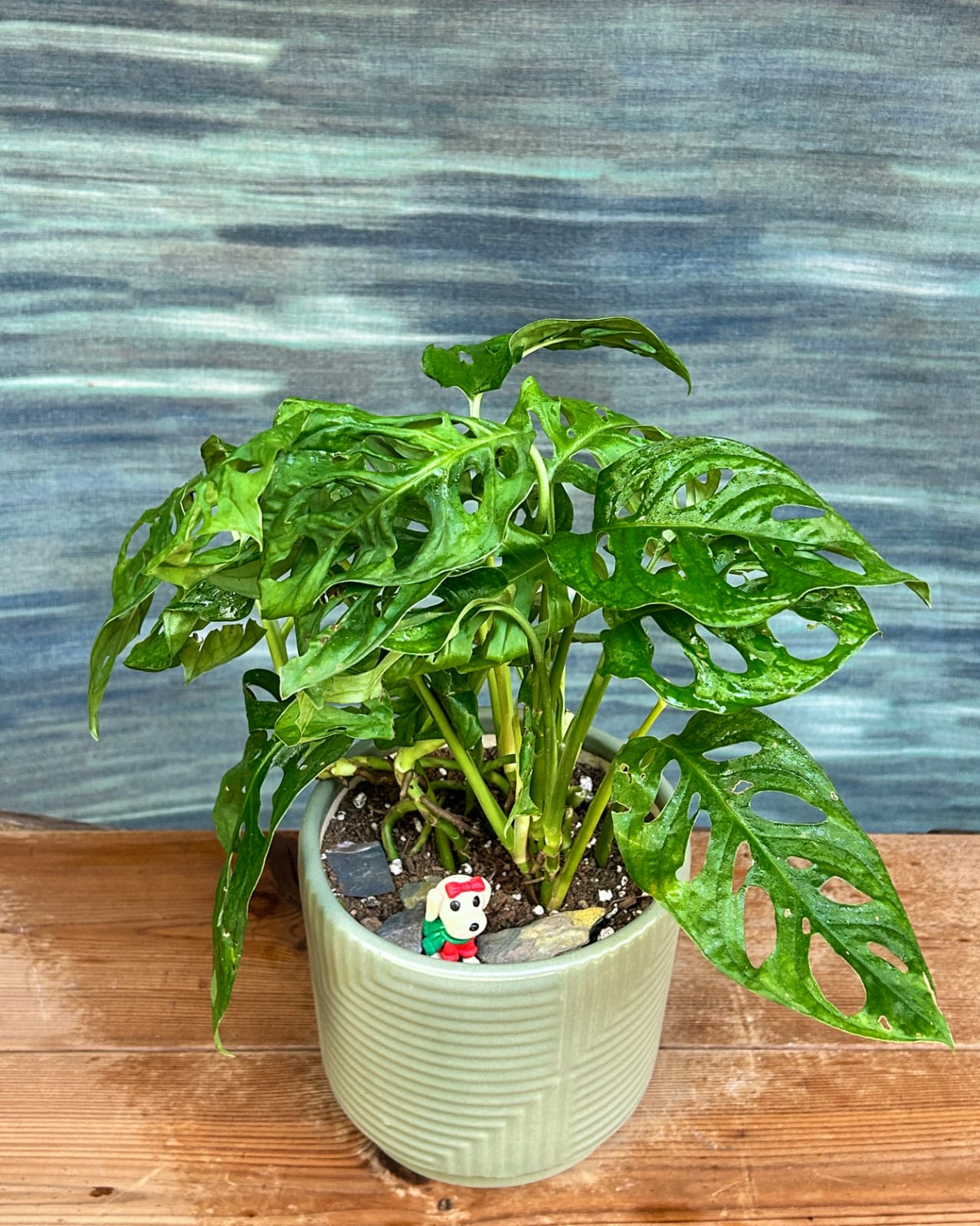 swiss cheese plant india Monstera Adansonii Swiss Cheese Vine Indoor Plant in Grey Geo Ceramic for Homes in Delhi