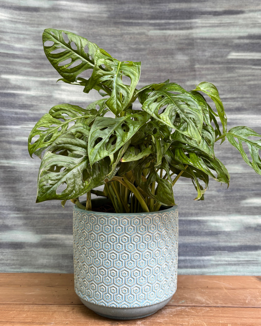 Monstera Adansonii in Blue Hexagon from Planterie, a graceful indoor plant with lush green fenestrated leaves potted in a modern Blue Hexagon pot, perfect as an indoor plant for homes in Delhi and plant gifts in Delh