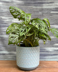 Monstera Adansonii in Blue Hexagon from Planterie, a graceful indoor plant with lush green fenestrated leaves potted in a modern Blue Hexagon pot, perfect as an indoor plant for homes in Delhi and plant gifts in Delh