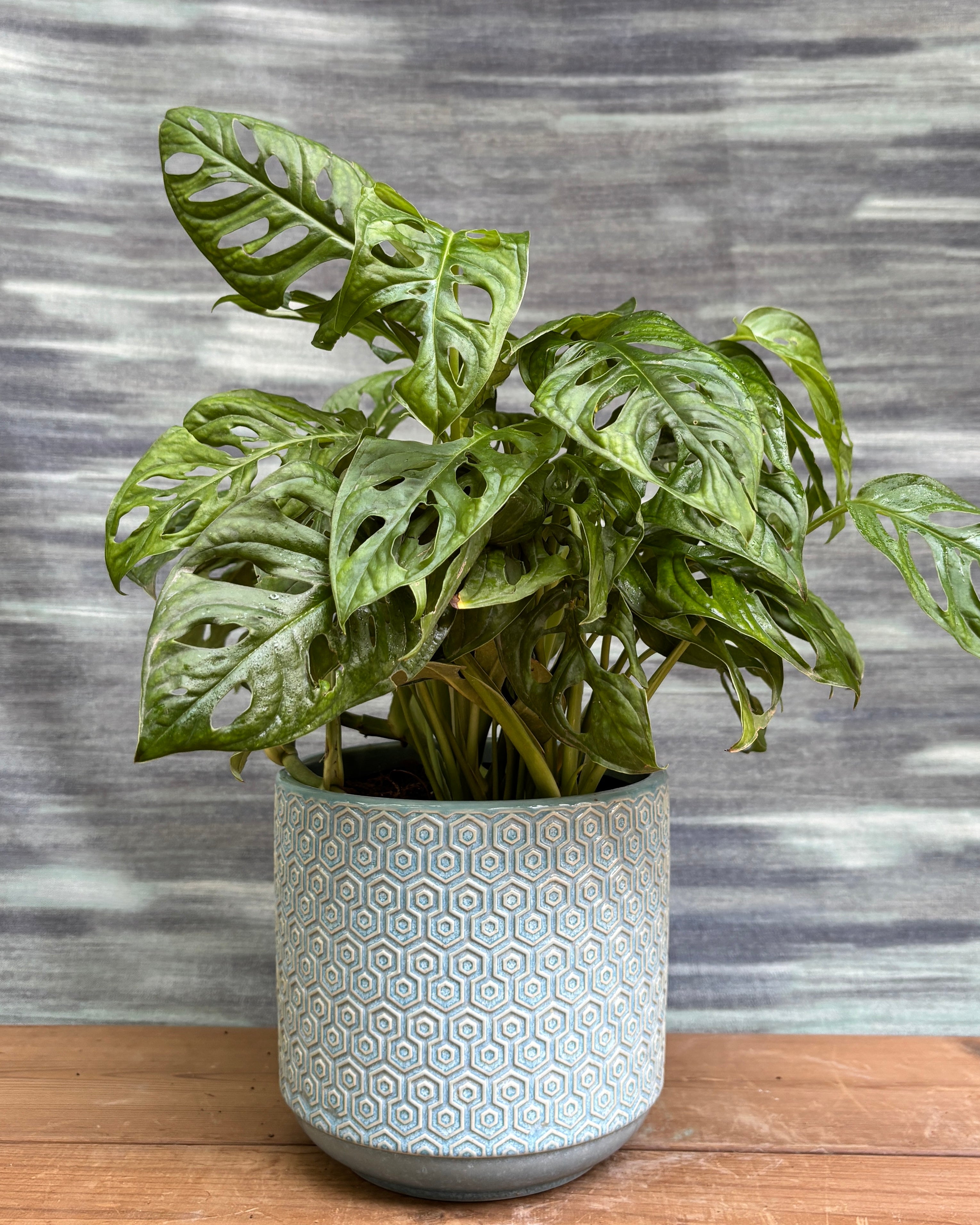 Monstera Adansonii in Blue Hexagon from Planterie, a graceful indoor plant with lush green fenestrated leaves potted in a modern Blue Hexagon pot, perfect as an indoor plant for homes in Delhi and plant gifts in Delh