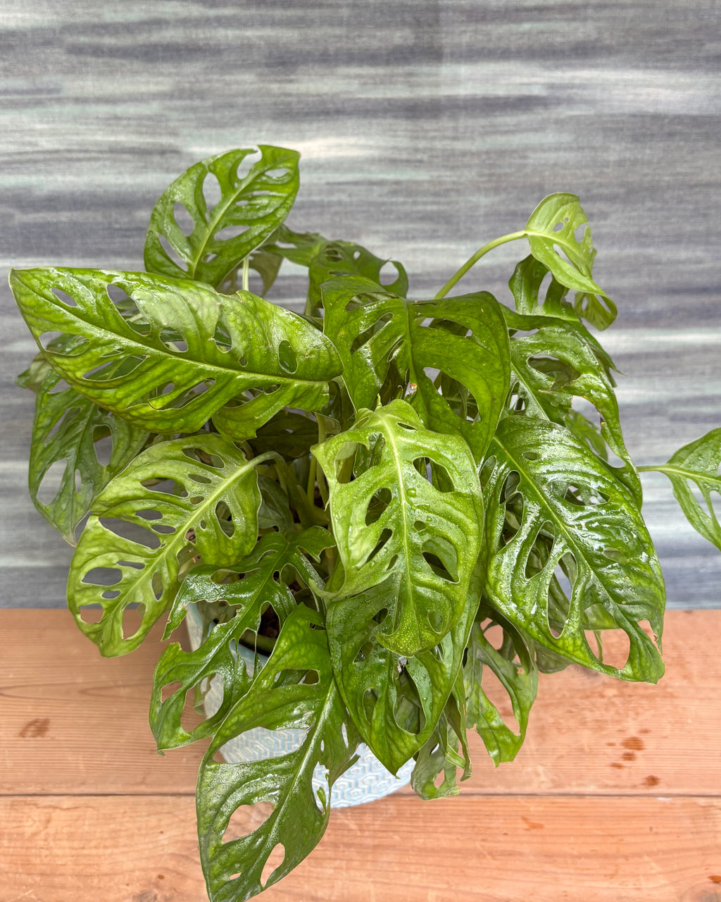 Monstera Adansonii in Blue Hexagon from Planterie, a thoughtful indoor plant gift for housewarming, birthdays and corporate gifting in Delhi, available as indoor plants online India with care tips for beginners
