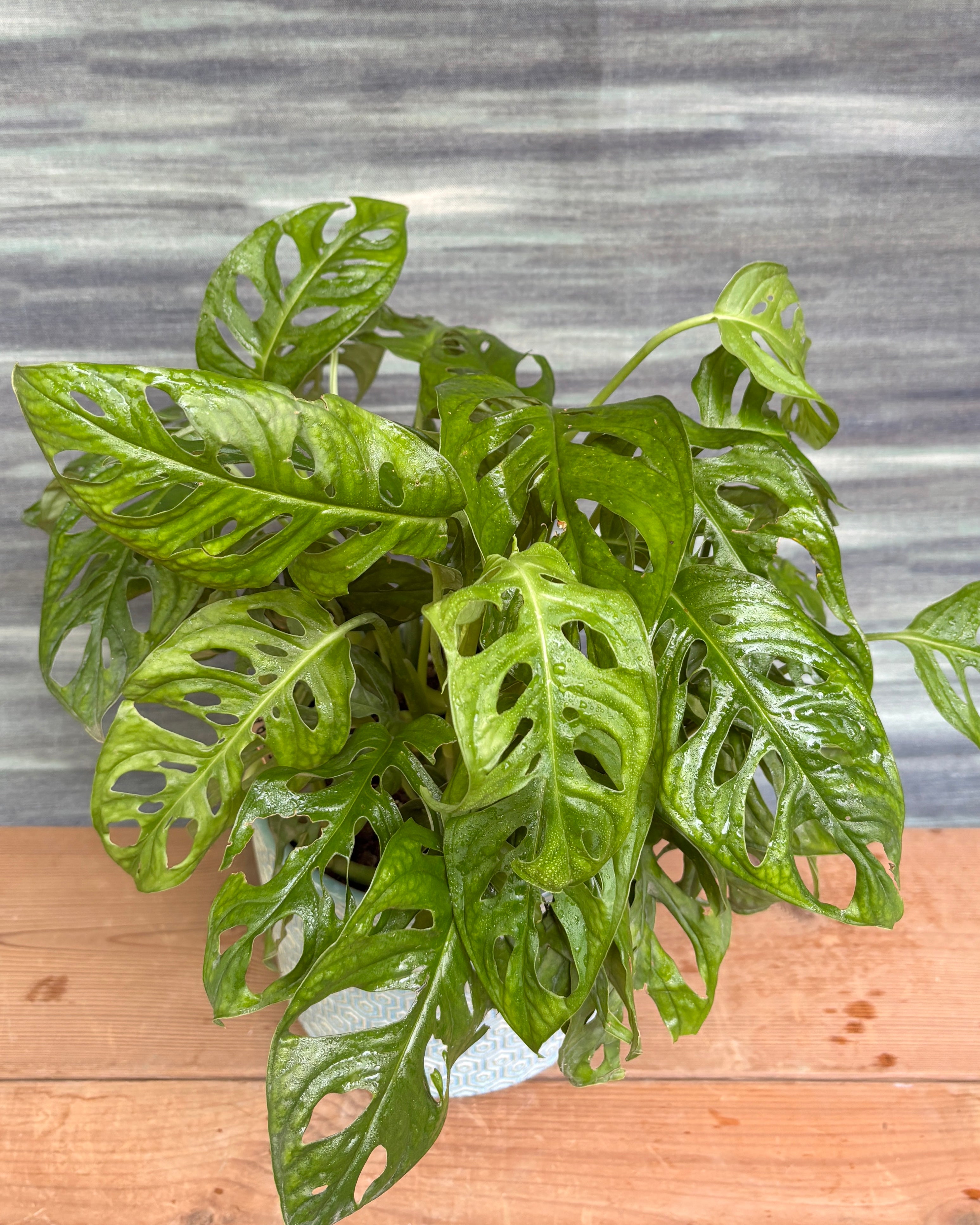 Monstera Adansonii in Blue Hexagon from Planterie, a thoughtful indoor plant gift for housewarming, birthdays and corporate gifting in Delhi, available as indoor plants online India with care tips for beginners