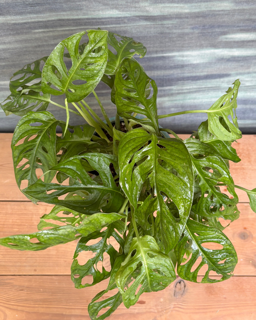 Monstera Adansonii in Blue Hexagon, a trailing indoor plant with perforated leaves that loves bright indirect light and brings a tropical feel to Indian apartments and offices
