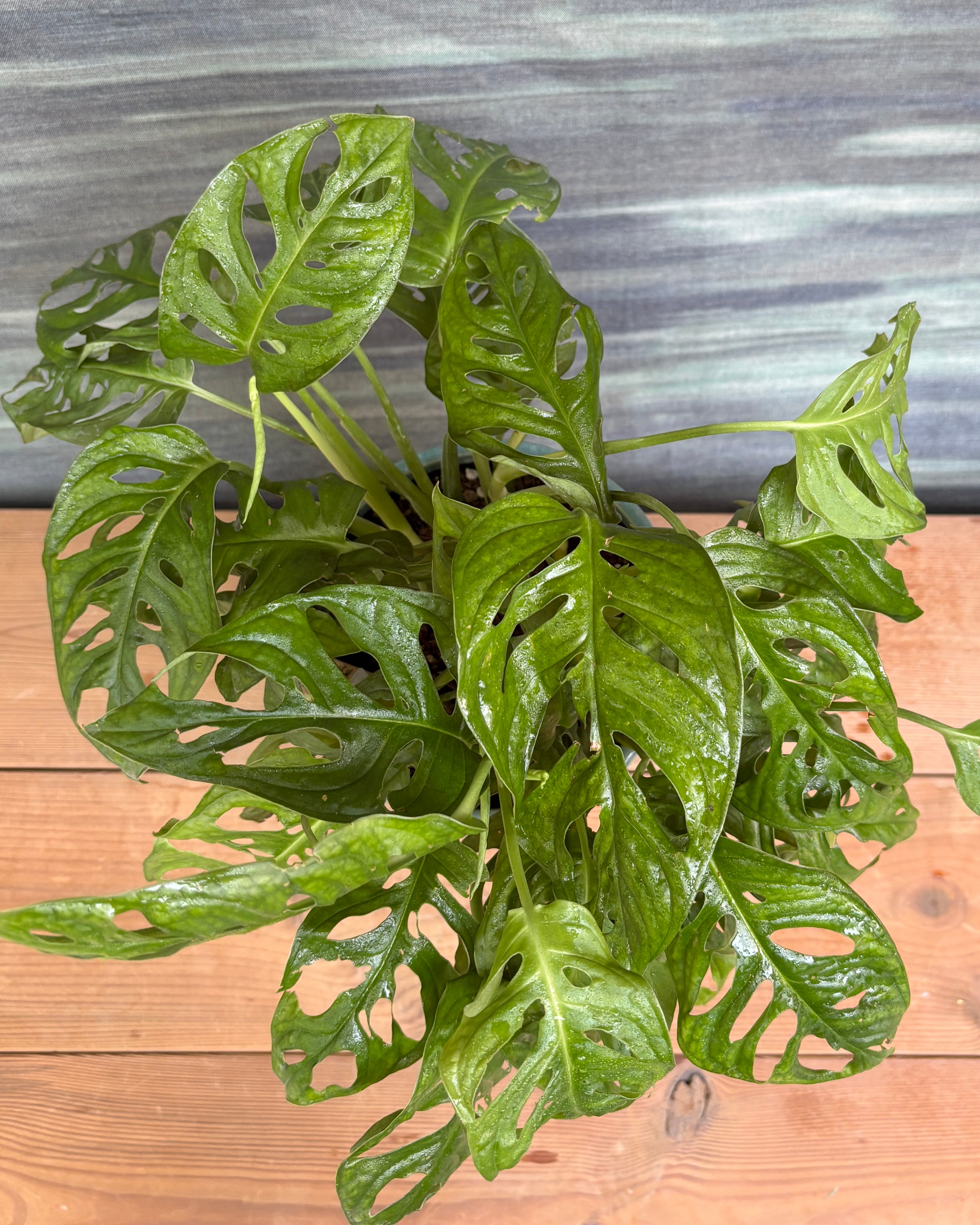 Monstera Adansonii in Blue Hexagon, a trailing indoor plant with perforated leaves that loves bright indirect light and brings a tropical feel to Indian apartments and offices