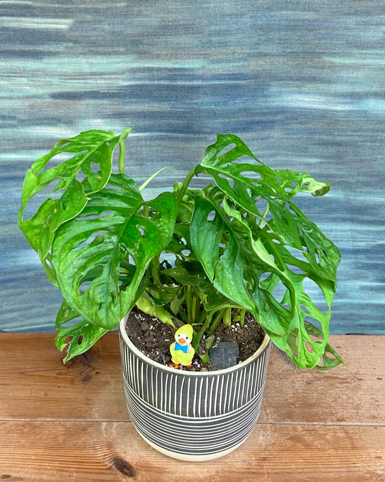 Monstera Adansonii Swiss cheese vine indoor plant gift in Charcoal Etch planter from Planterie Delhi, table top or shelf plant for contemporary spaces