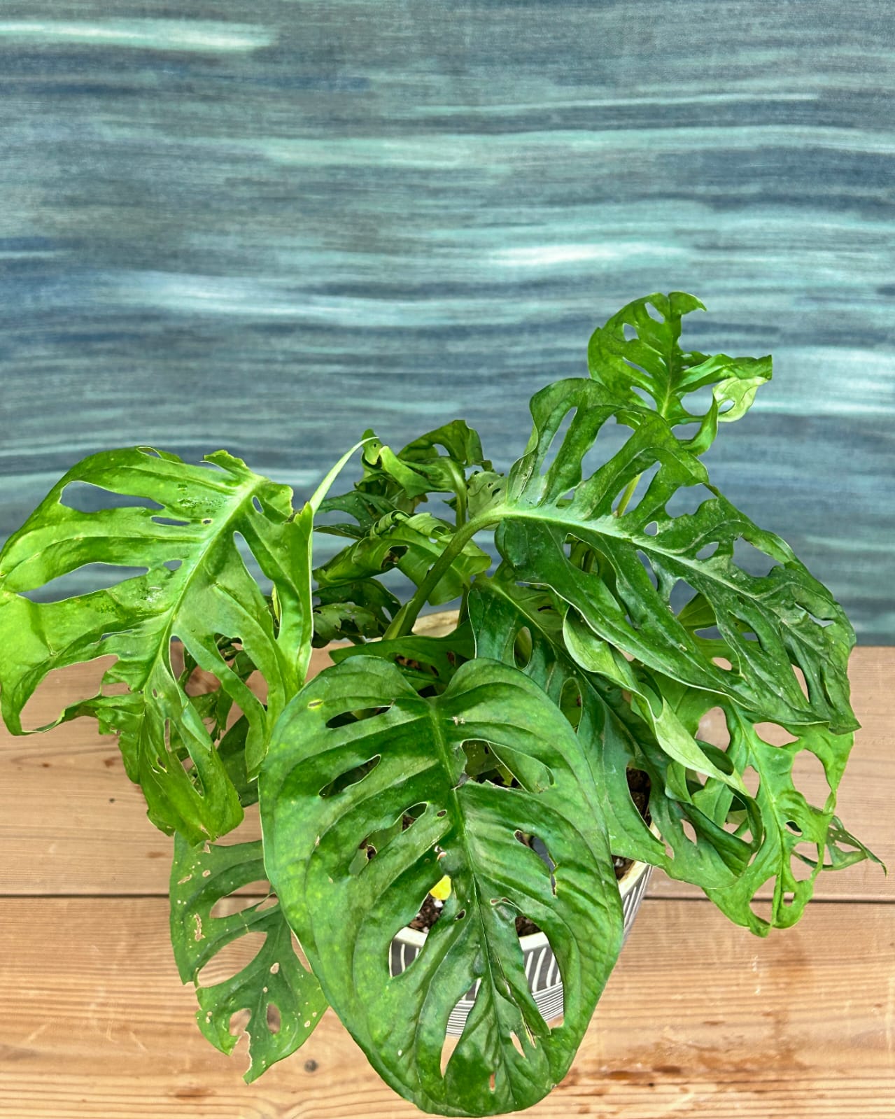 Easy care Monstera Adansonii trailing indoor plant in Charcoal Etch ceramic, perfect for bright indirect light corners in Delhi apartments