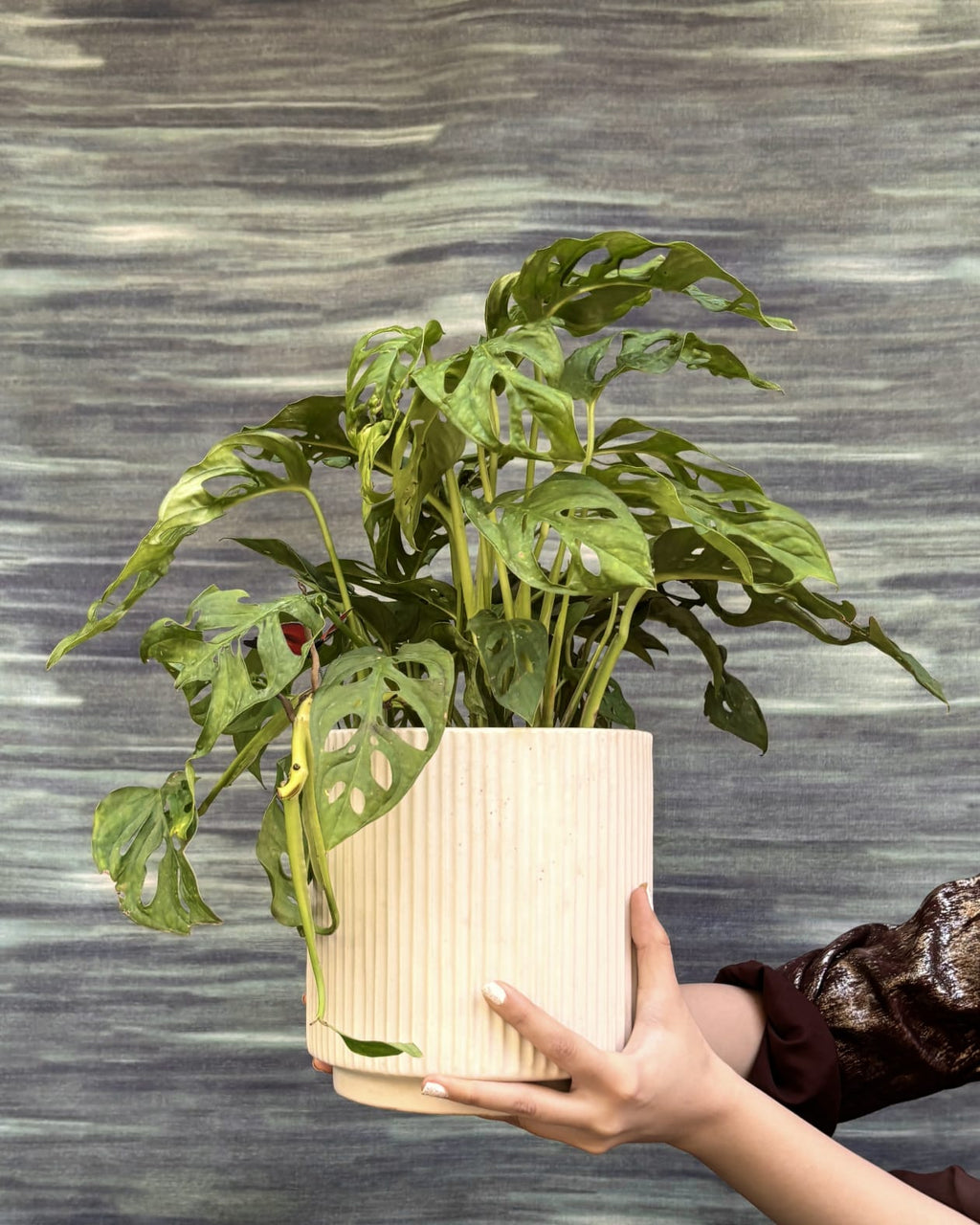 Monstera Adansonii with natural holes in the leaves in White Java planter, trendy indoor plant for living room styling in Indian homes