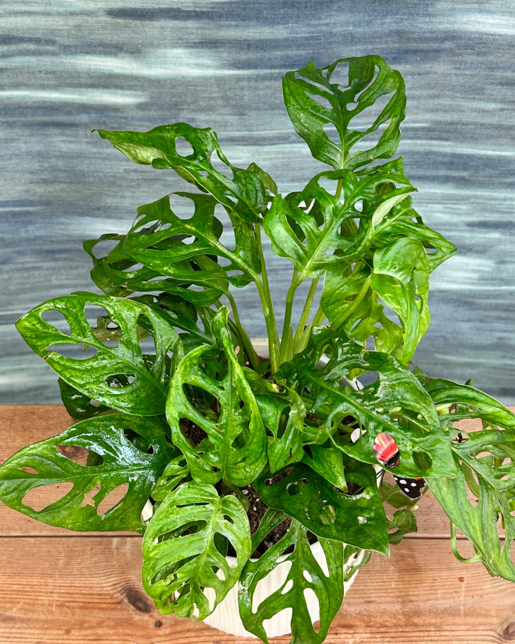 Monstera Adansonii Swiss cheese vine indoor plant gift in White Java planter from Planterie Delhi, table top or shelf plant for contemporary spaces