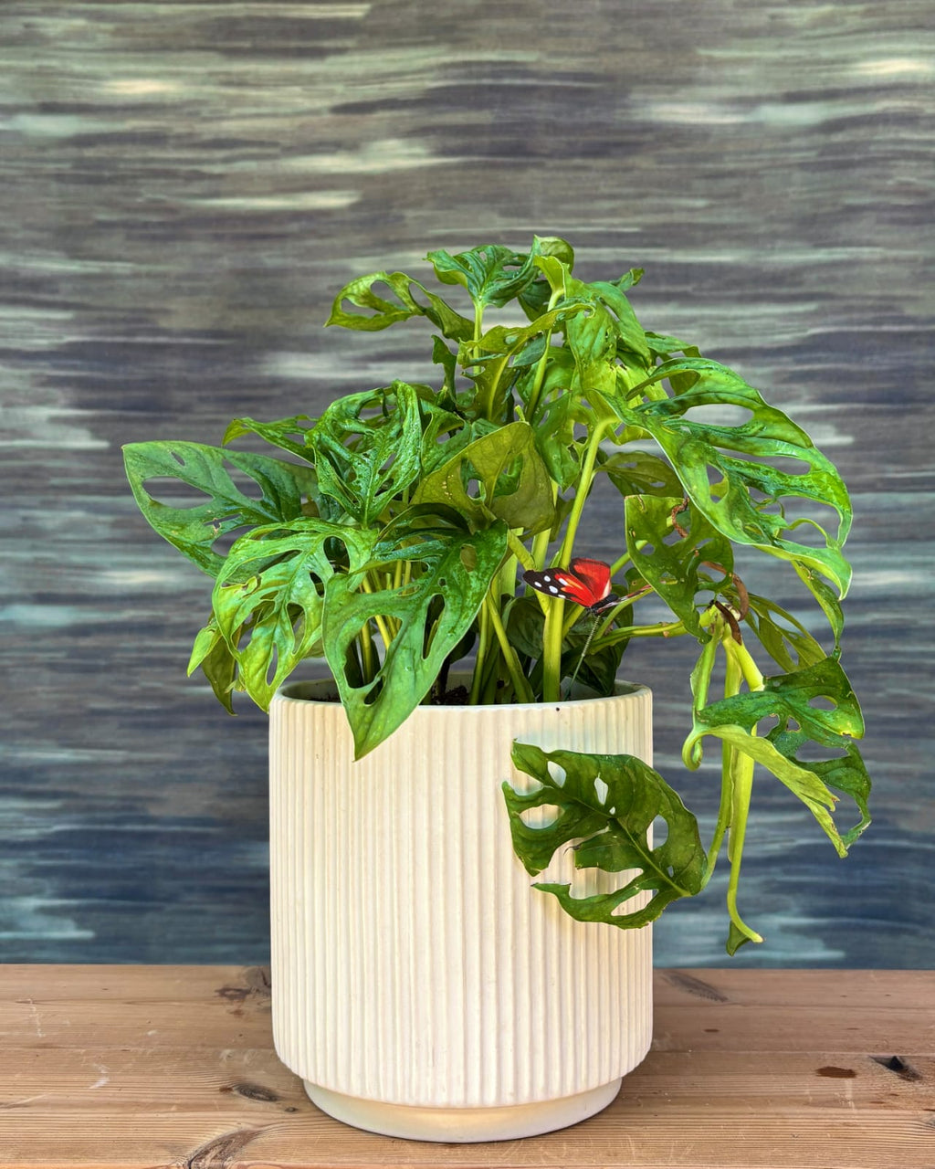 Monstera Adansonii Swiss cheese vine in elegant White Java ceramic planter, fenestrated leaf indoor plant for modern homes in Delhi