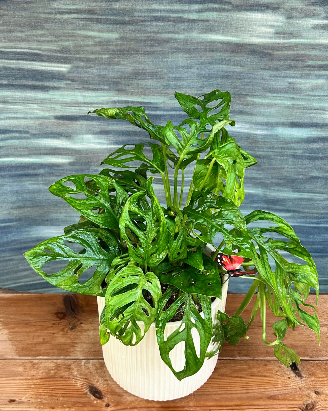 Easy care Monstera Adansonii trailing indoor plant in White Java ceramic, perfect for bright indirect light window corners in Delhi apartments