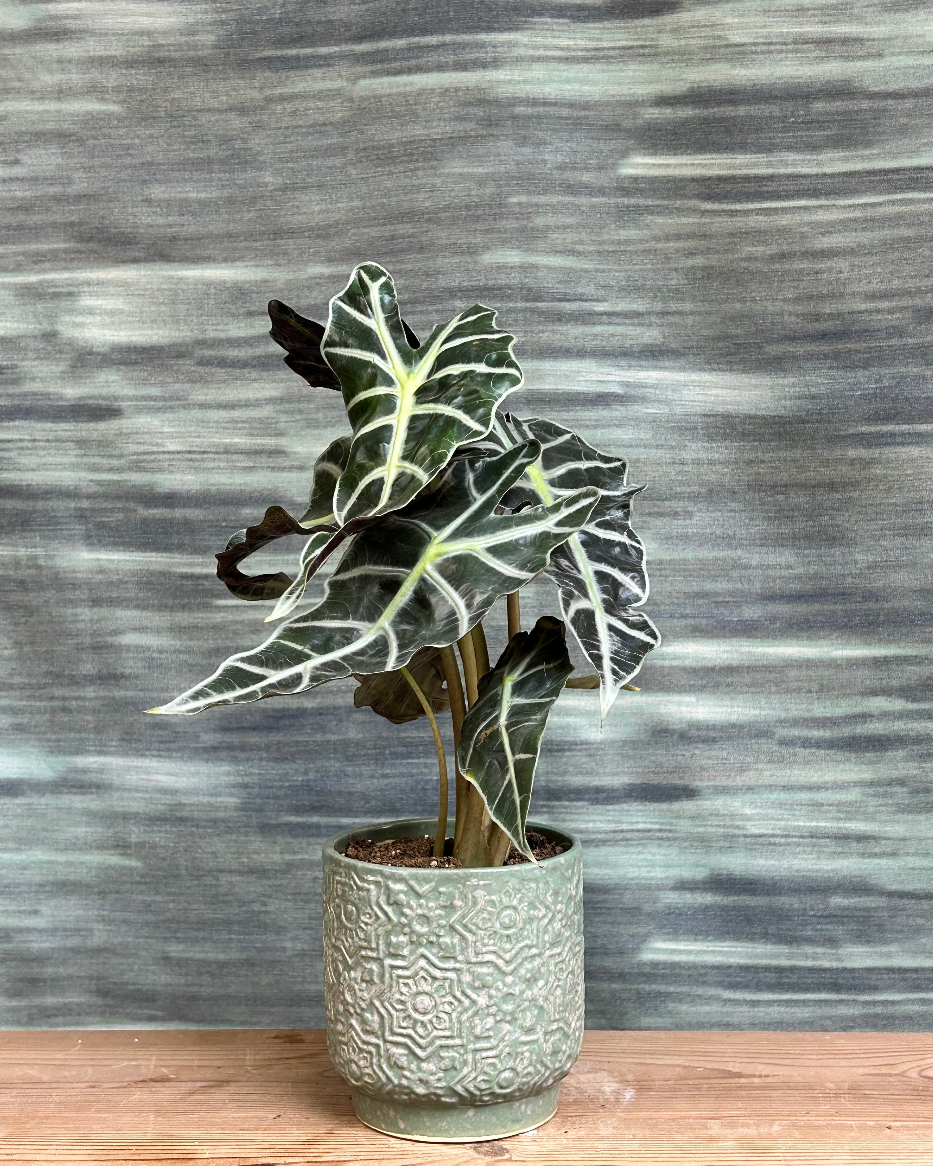 NASA approved snake plant from Planterie Delhi, low maintenance indoor plant for beginners with tall upright green leaves and yellow edges, perfect lucky plant for low light Indian homes