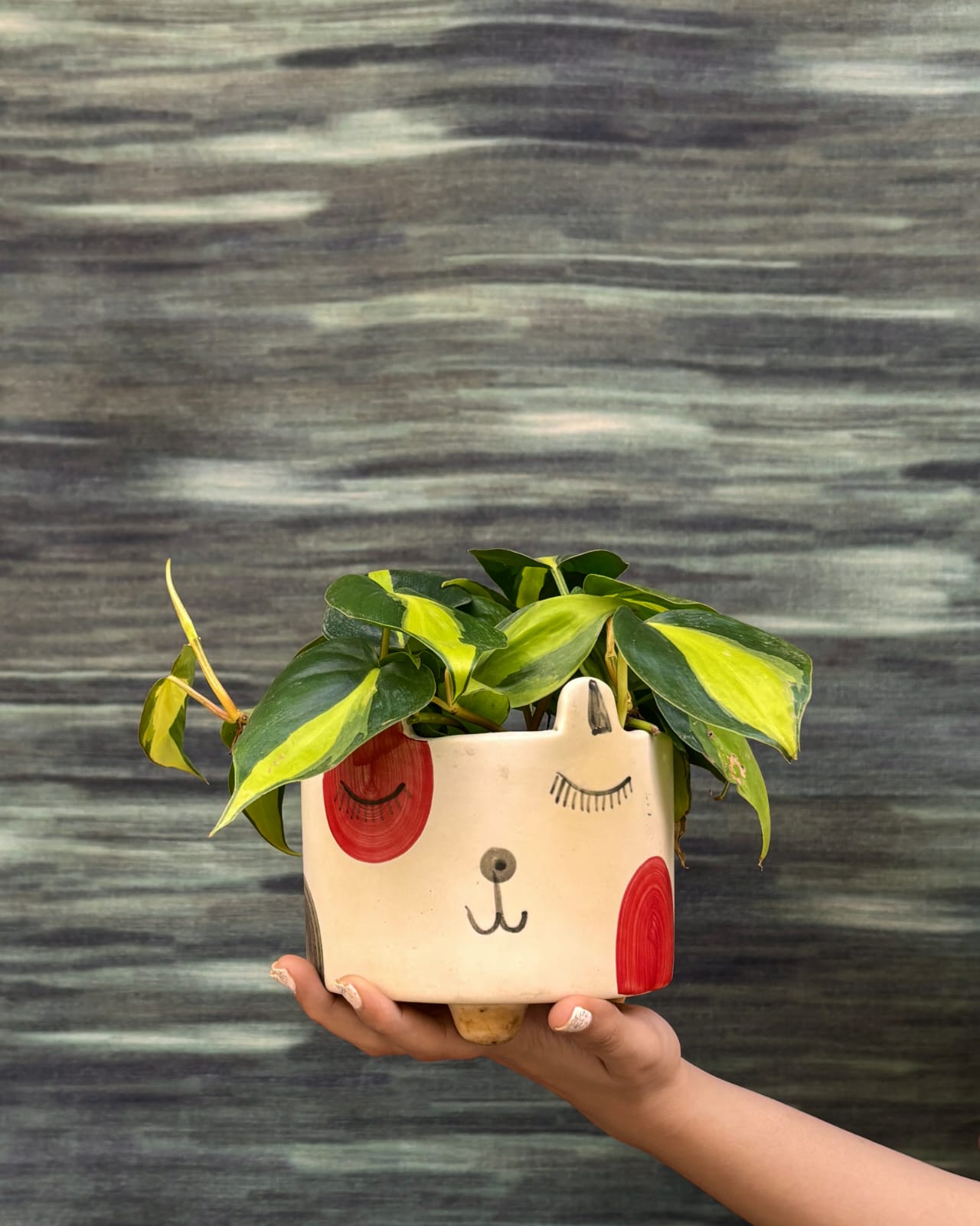 Oxycardium Brasil heart leaf vine in Cat Face planter from Planterie Delhi, lush indoor plant for shelves and window corners in Indian homes