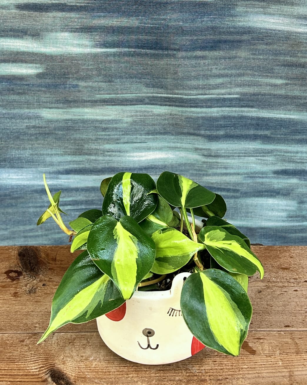 Easy-care Oxycardium Brasil low maintenance trailing indoor plant in Cat Face ceramic, perfect for bright indirect light spaces in Delhi apartments