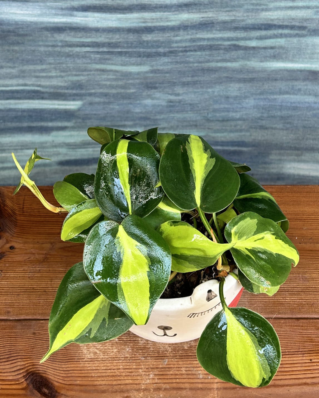 Oxycardium Brasil indoor plant gift in Cat Face planter from Planterie, cute heart-shaped leaf plant for desks and bedside tables in Delhi