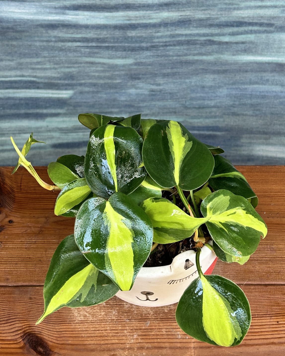 Oxycardium Brasil indoor plant gift in Cat Face planter from Planterie, cute heart-shaped leaf plant for desks and bedside tables in Delhi