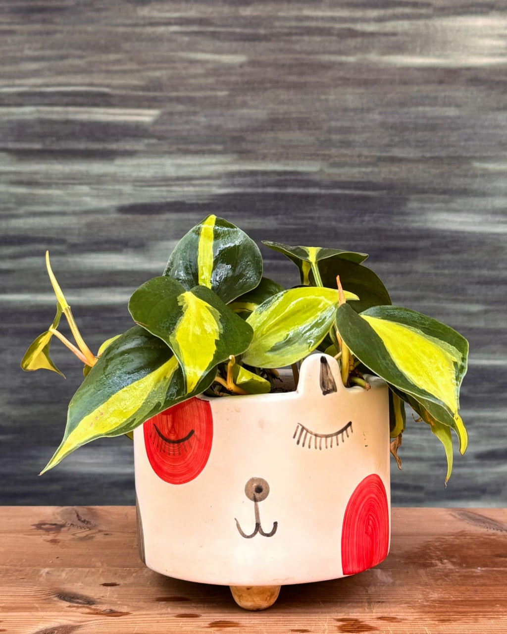 Oxycardium Brasil trailing indoor plant with green and lime-yellow heart-shaped leaves in a handcrafted Cat Face ceramic planter for homes in Delhi