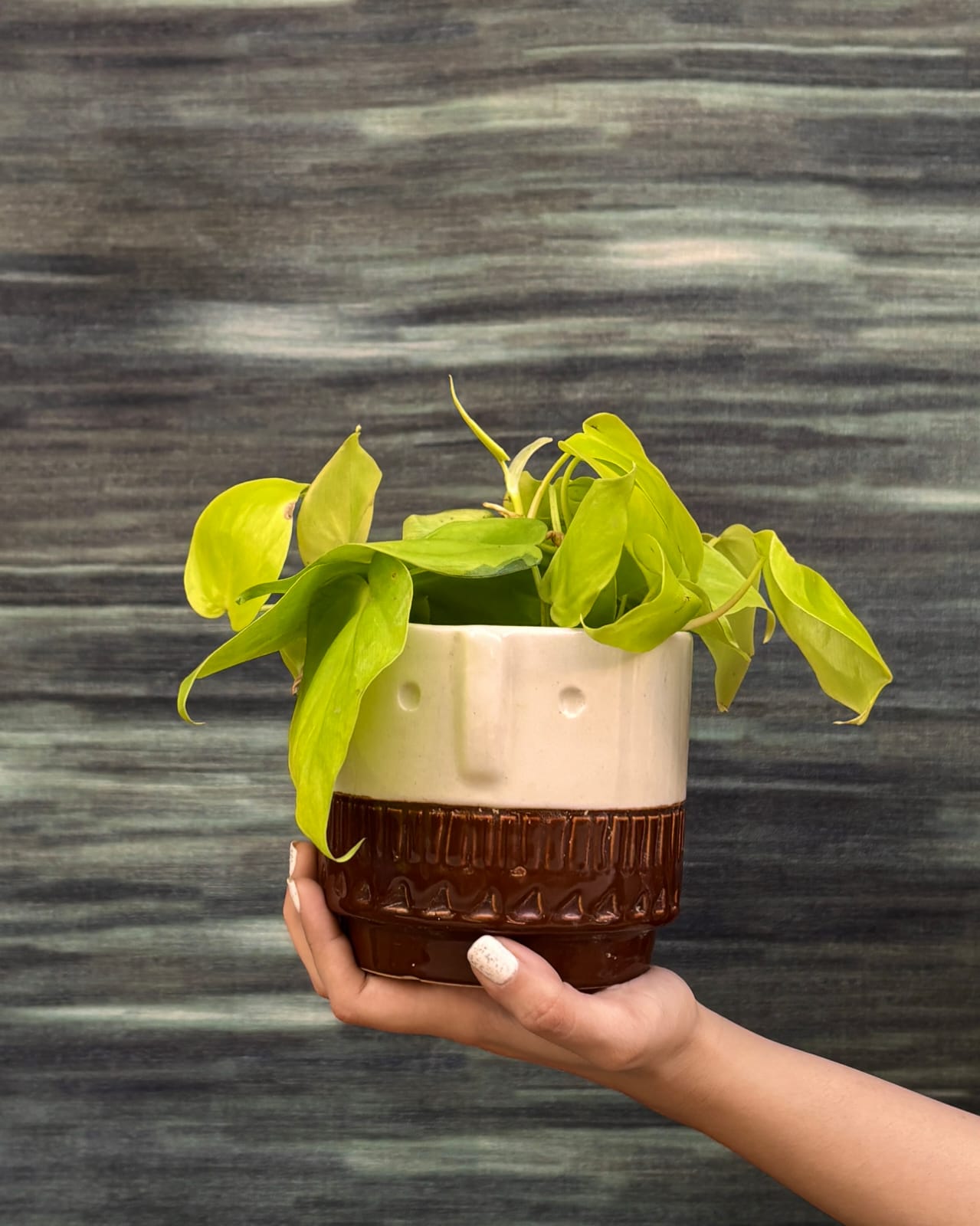 Trailing Lemonlime Philodendron in Brown Tribal planter from Planterie Delhi, bright lime foliage indoor plant for shelves and window corners in Indian homes