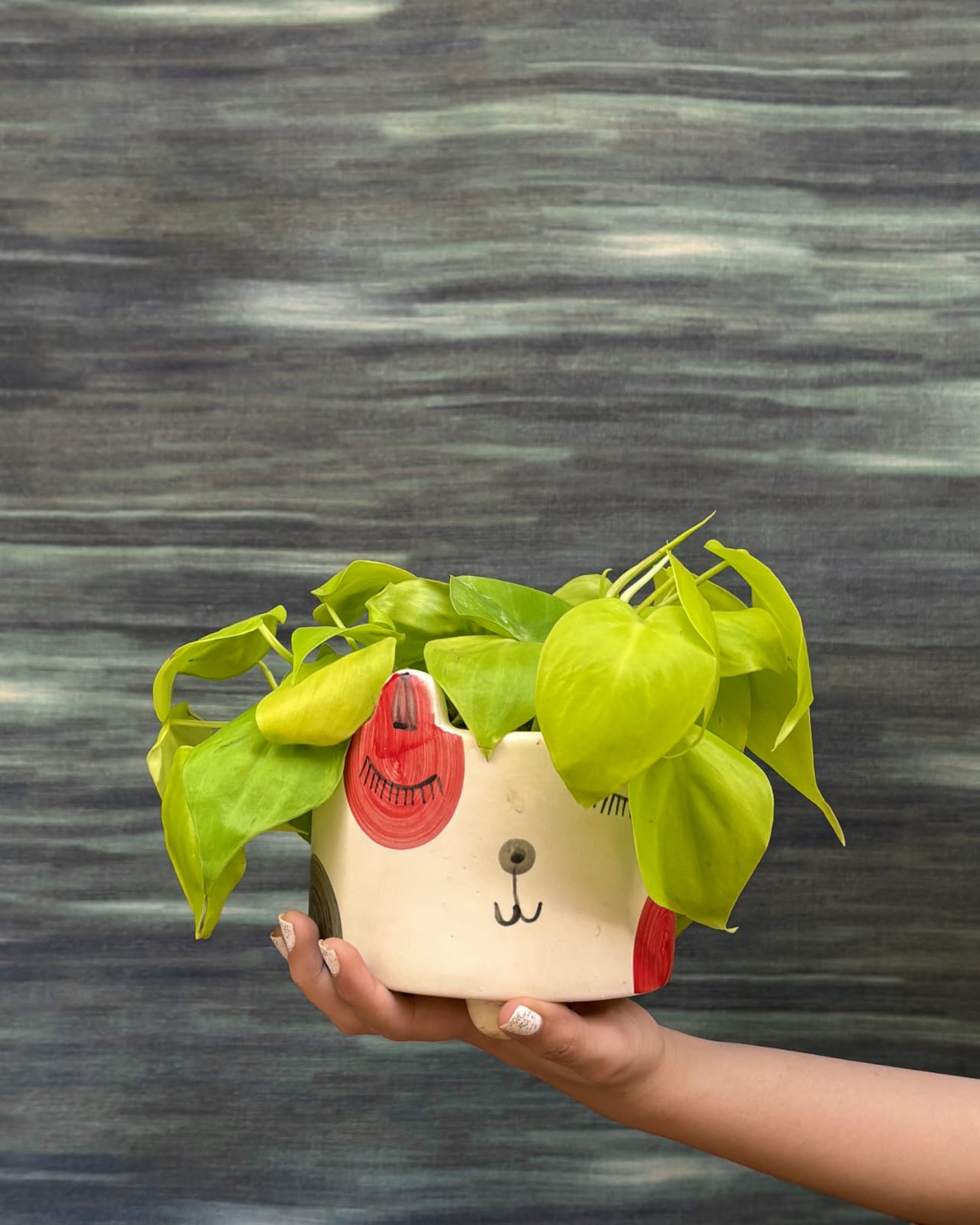 Trailing Lemonlime Philodendron in Cat Face planter from Planterie Delhi, bright lime foliage indoor plant for shelves and window corners in Indian homes