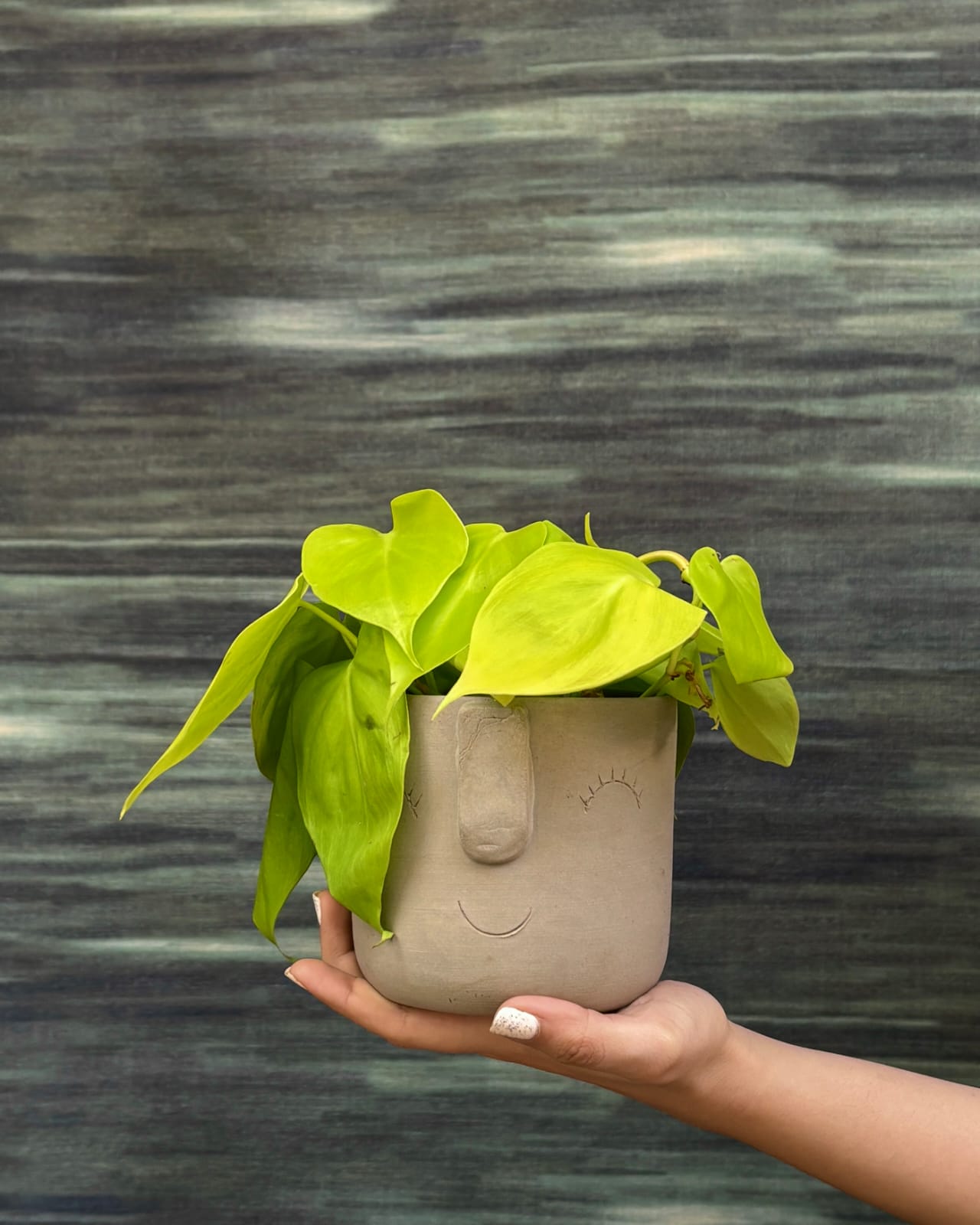 Trailing Lemonlime Philodendron in Cement Nose planter from Planterie Delhi, bright lime foliage indoor plant for shelves and window corners in Indian homes