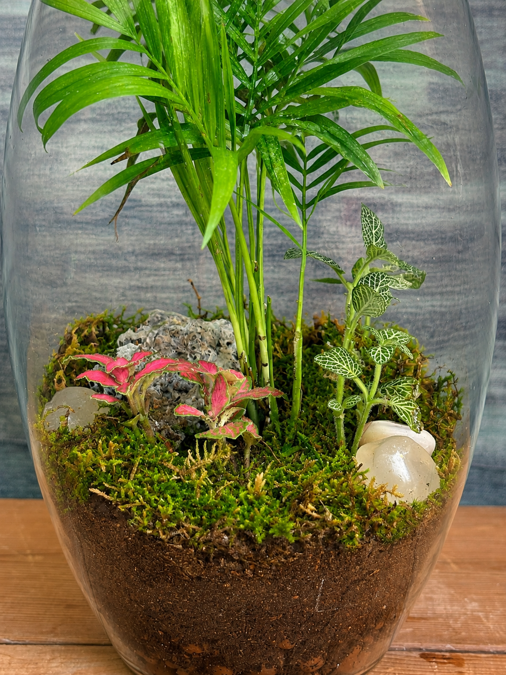 Palm Whisper Drum Terrarium for bright spots away from harsh sunlight from Planterie cafe in south Delhi, a low maintenance indoor plant needing minimal water, perfect for indoor plants for low light in Indian homes, best plants for AC rooms in India and indoor plants online India with plant care tips India and how to care for terrarium in Indian weather