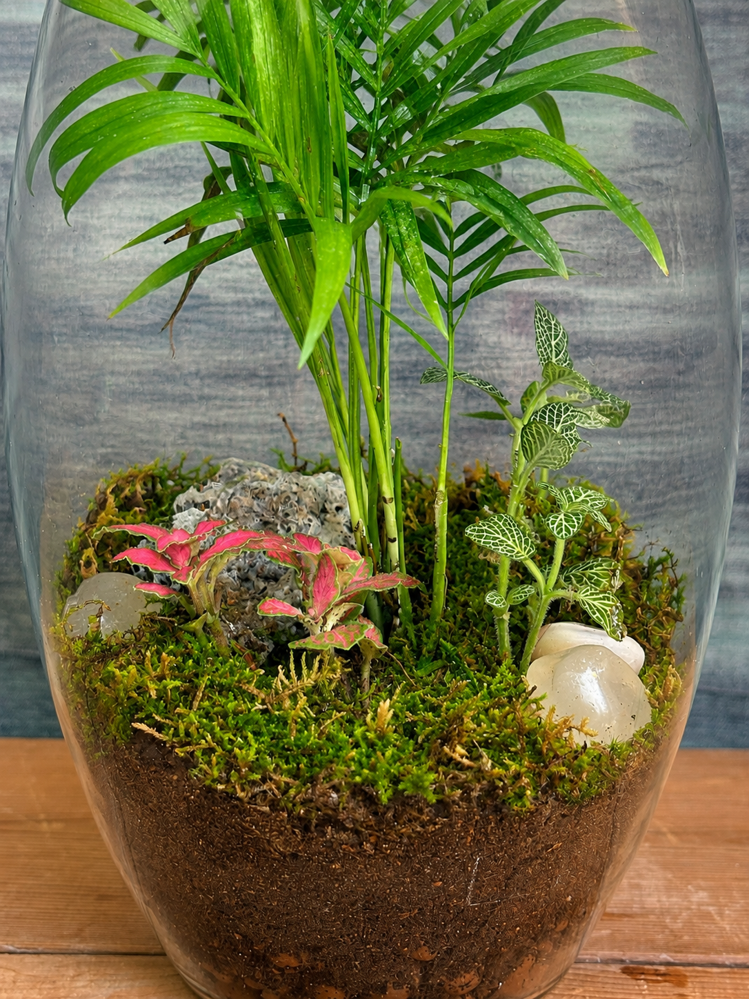 Palm Whisper Drum Terrarium for bright spots away from harsh sunlight from Planterie cafe in south Delhi, a low maintenance indoor plant needing minimal water, perfect for indoor plants for low light in Indian homes, best plants for AC rooms in India and indoor plants online India with plant care tips India and how to care for terrarium in Indian weather