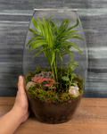 Palm Whisper Drum Terrarium from Planterie holded by a hand, featuring a dwarf palm planted inside a clear glass drum terrarium with moss and pebbles, designed as a compact desktop green escape for work tables and shelves in Delhi homes and offices