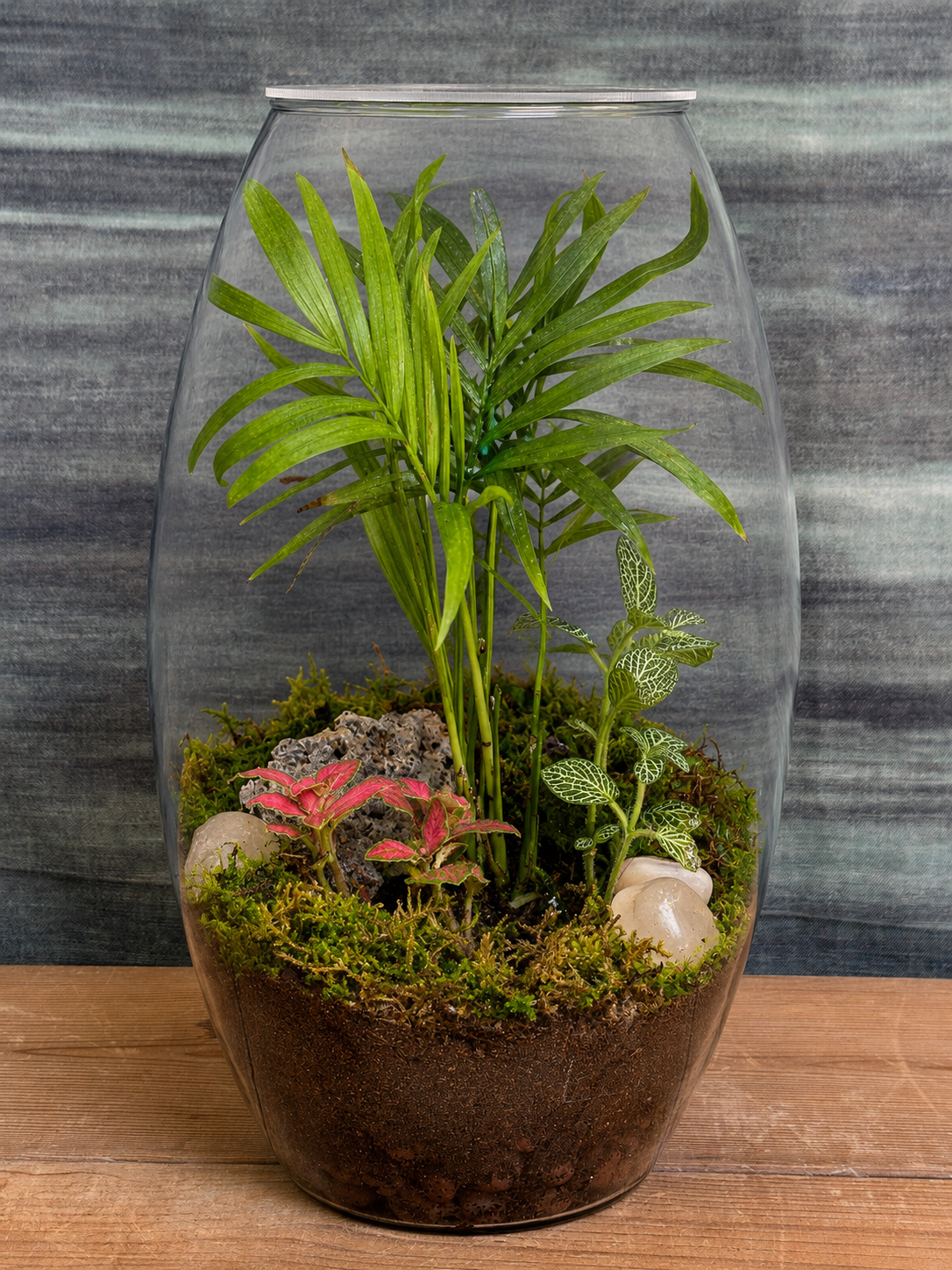 Palm Whisper Drum Terrarium from Planterie, a handcrafted glass Drum featuring elegant dwarf palm creating a minimalist tropical scene in a cozy indoor desktop micro-garden, perfect as terrarium in Delhi for plant gifts in Delhi, desktop indoor plants and plant gifting near me Delhi